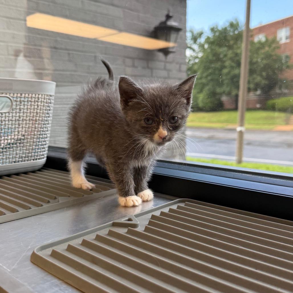 Ghost, a Adoptable Domestic Short Hair in St. Louis, MO image 3/4
