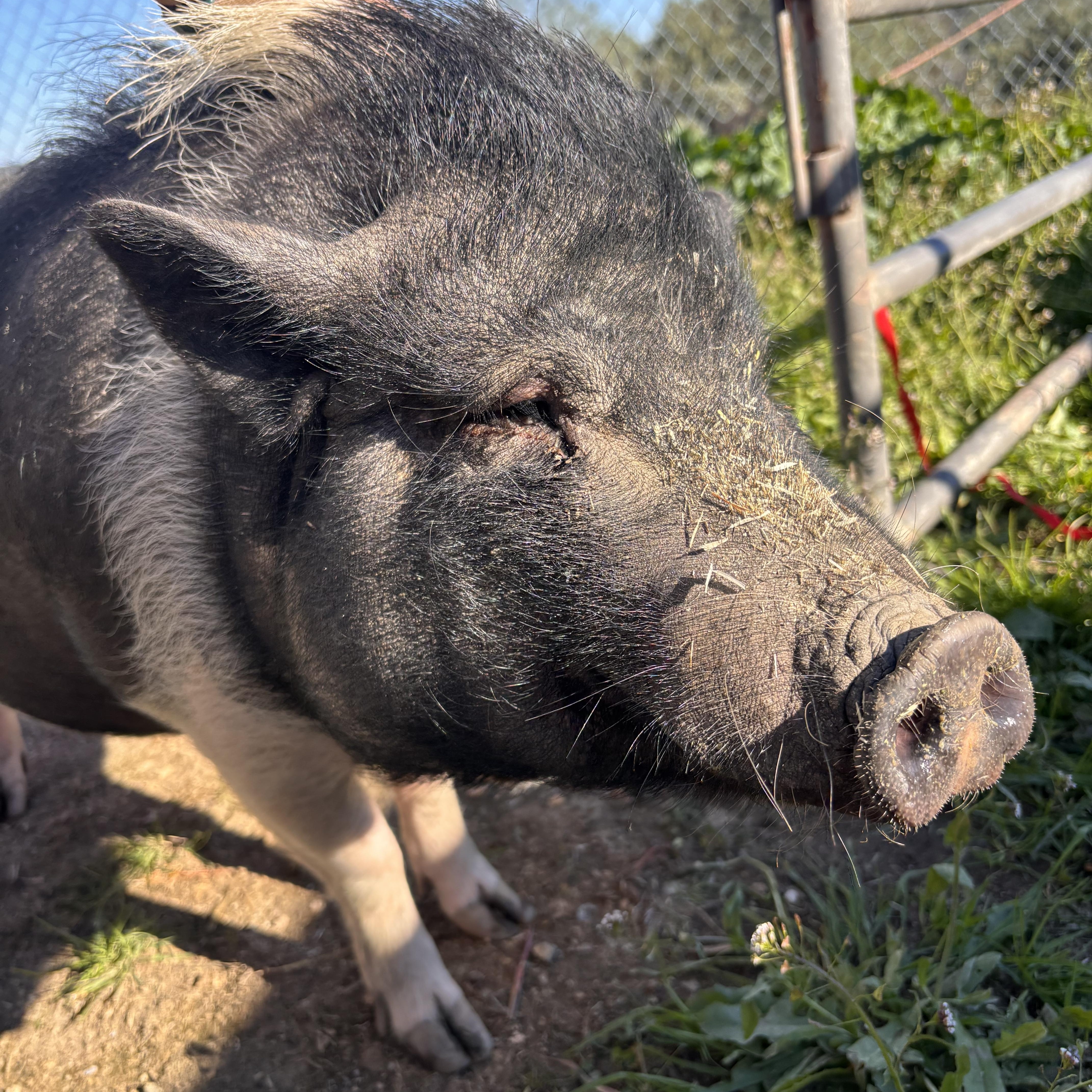 Enlarge Miss Piggy aka Dandy, a ADOPTABLE Pig in Grass Valley, CA image 1/1