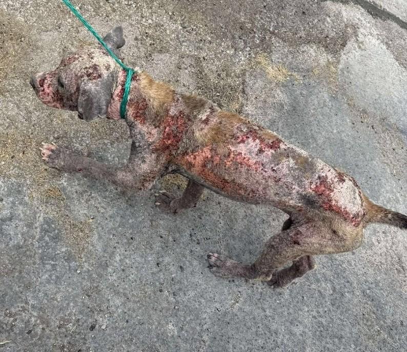 Enlarge Wilma, a Adoptable mixed breed in Temple, TX image 3/3