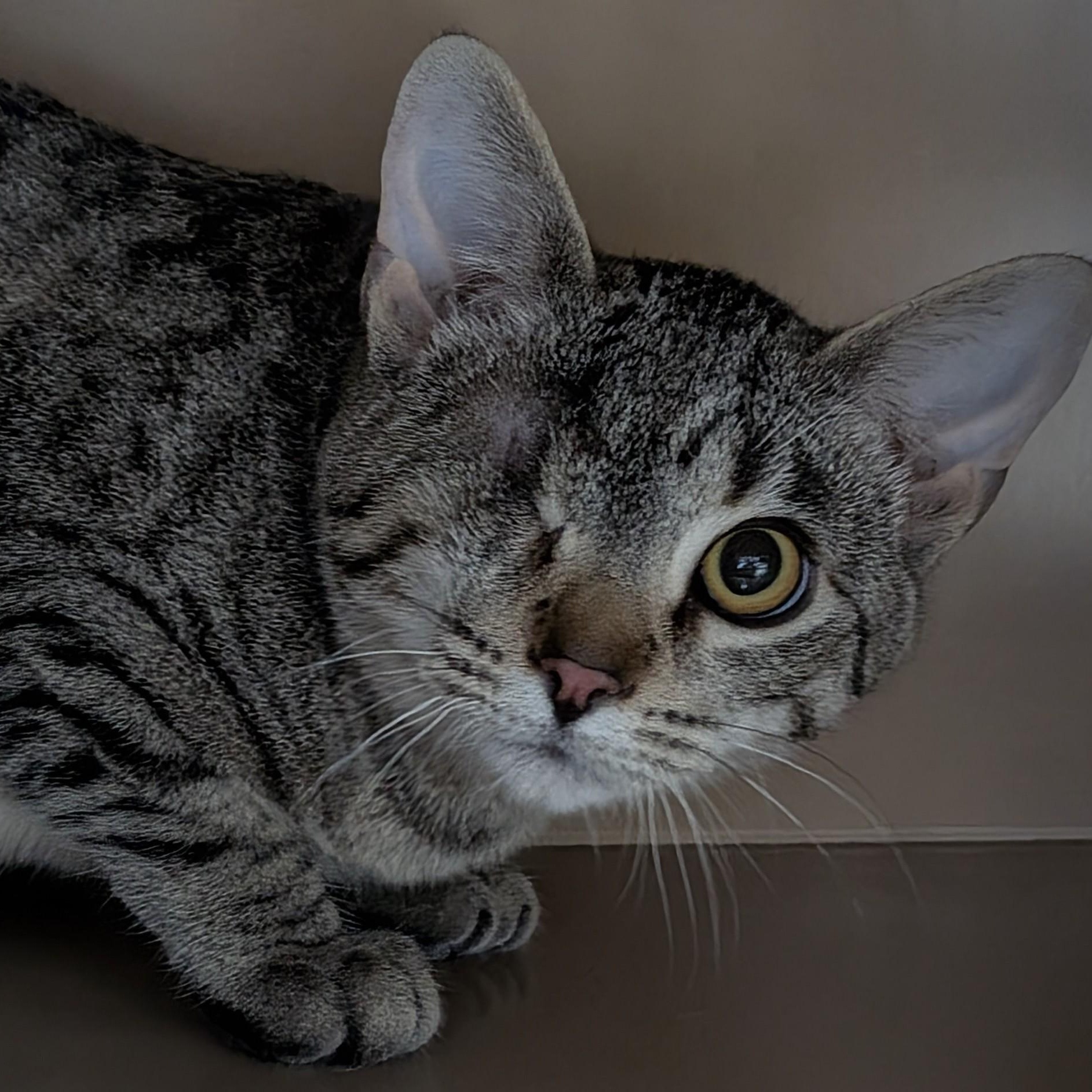 Enlarge Bash, an adopted Domestic Short Hair in Bisbee, AZ image 1/1