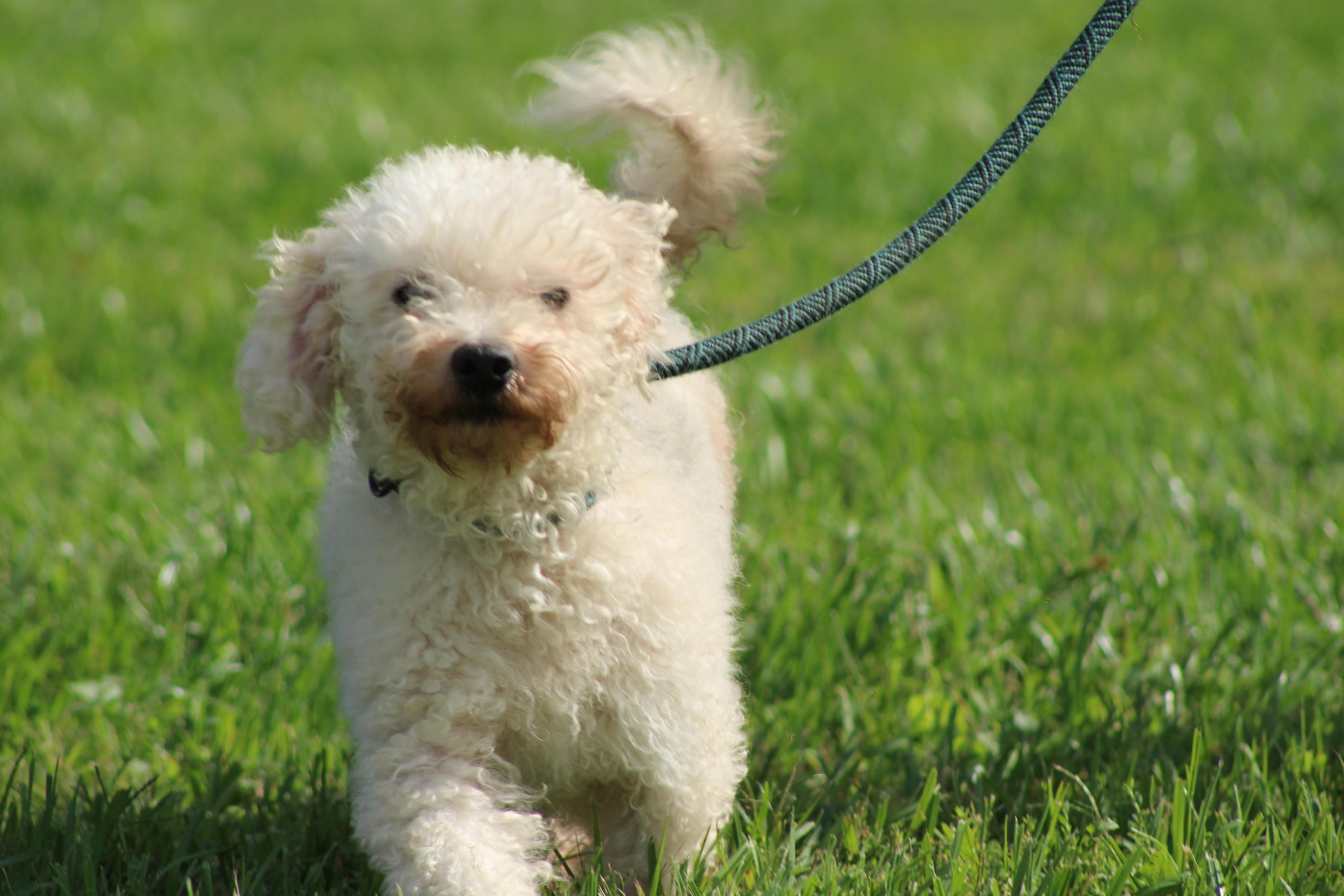 Bria, Adopted, Adult Female Bichon Frise.