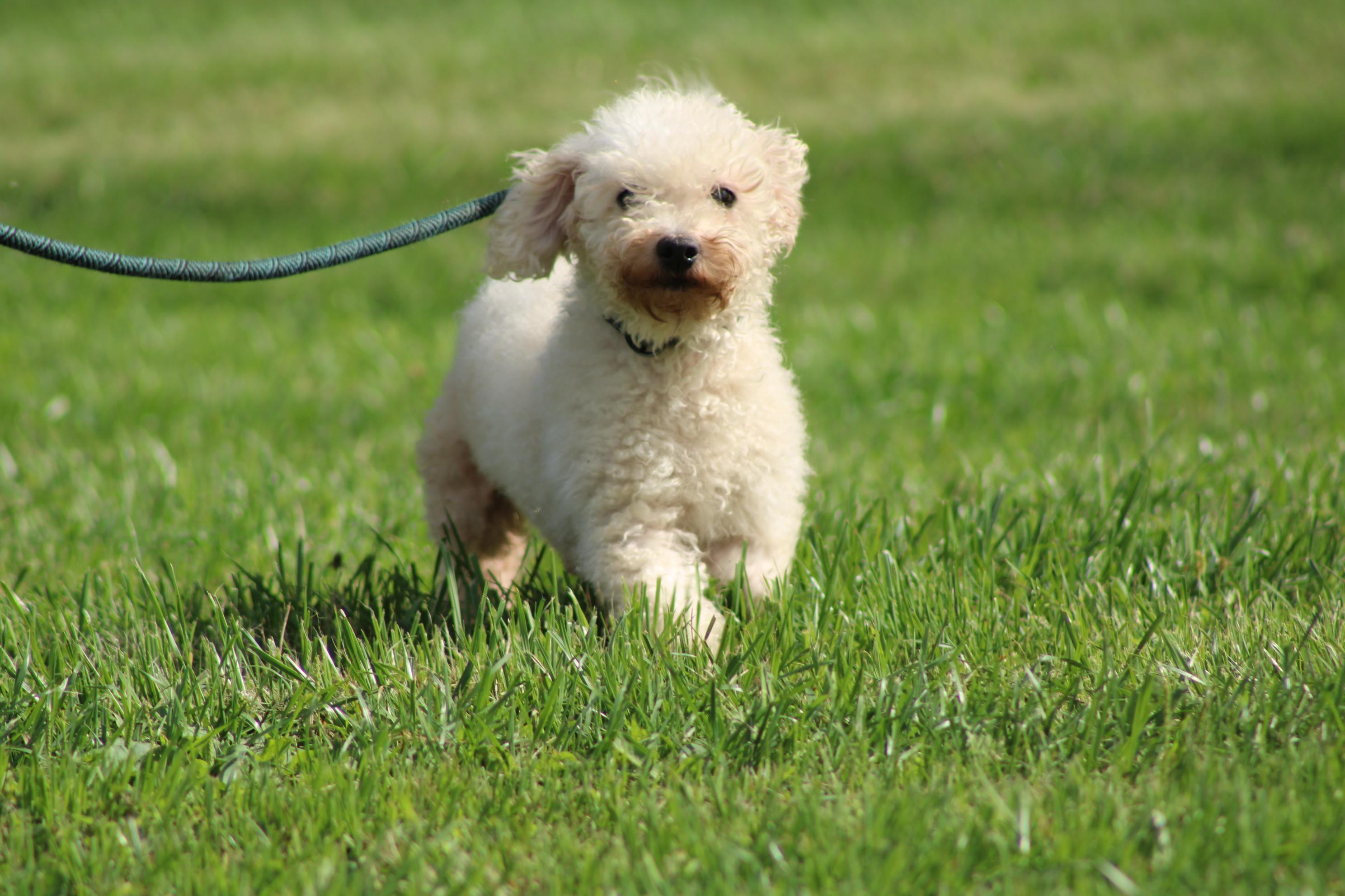 Enlarge Bria, a Adopted Bichon Frise in Waukesha , WI image 2/2