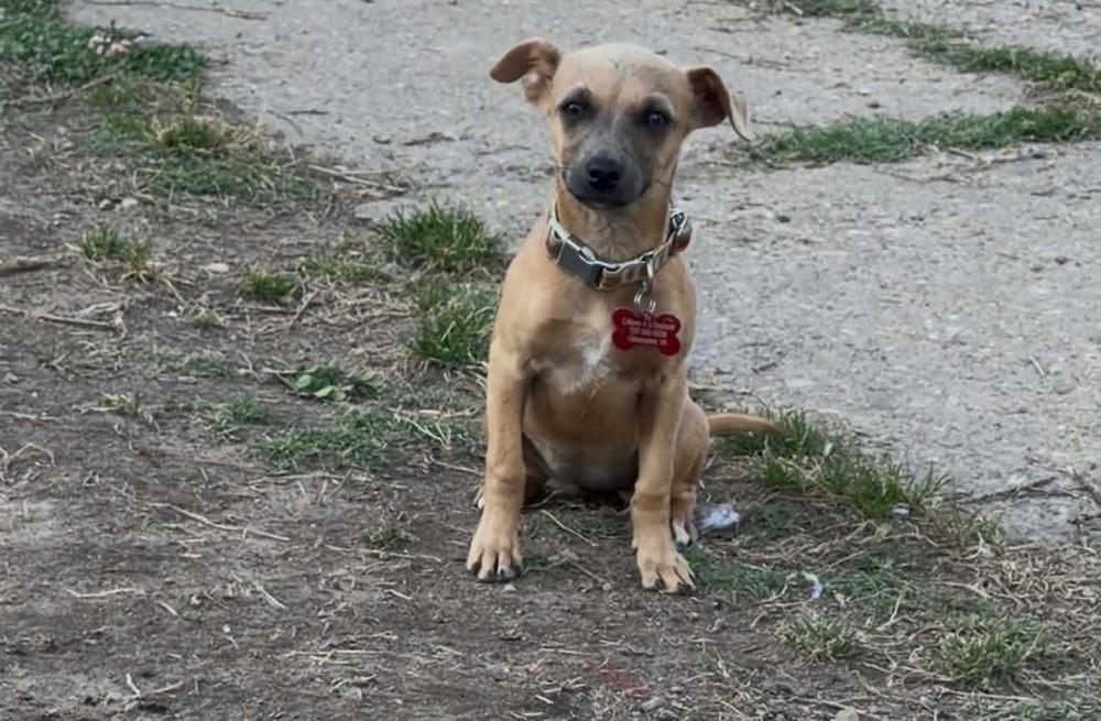 Sienna, Adoptable, Puppy Female Chihuahua.