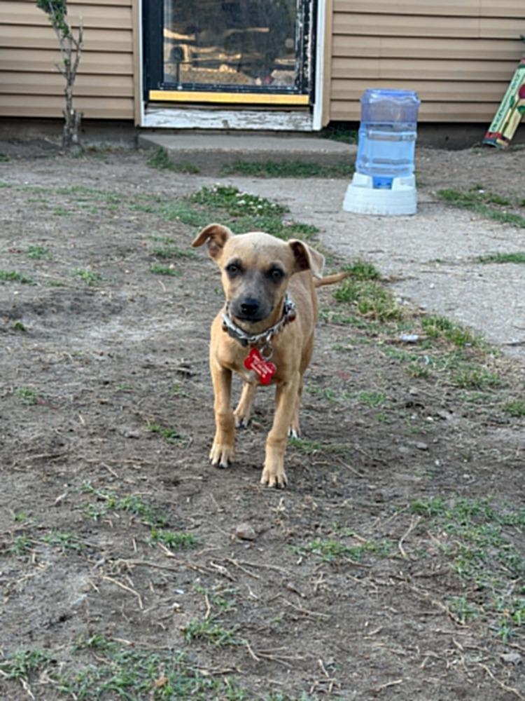 Enlarge Sienna, a Adoptable mixed breed in Dutton, VA image 2/2