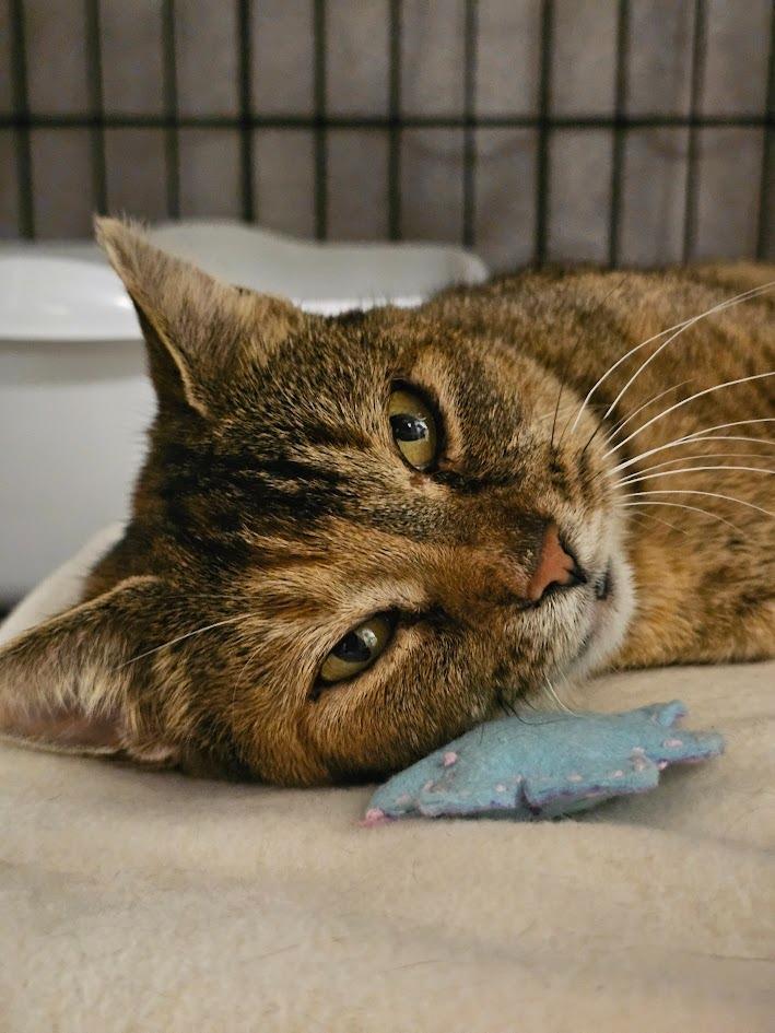 Cinnamon, Adoptable, Young Female Domestic Short Hair.