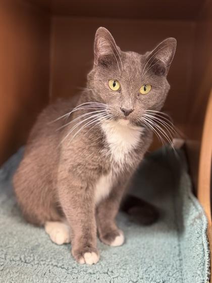 Chestnut $50, Adoptable, Adult Female Domestic Short Hair & Domestic Short Hair.