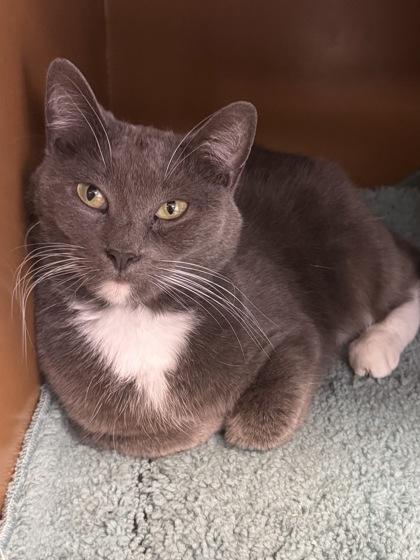 Enlarge Chestnut $50, a Adoptable mixed breed in Seneca, SC image 2/3