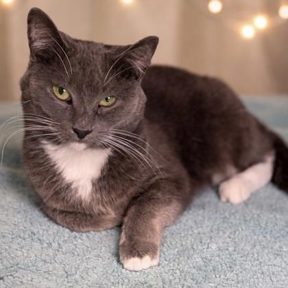 Enlarge Chestnut $50, a Adoptable mixed breed in Seneca, SC image 3/3