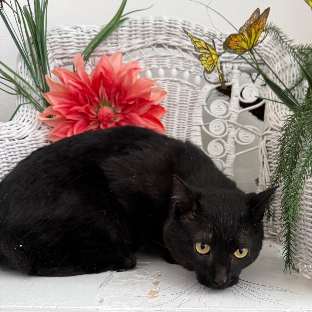 Benson DuBois 55925, Adoptable, Adult Male Domestic Short Hair.