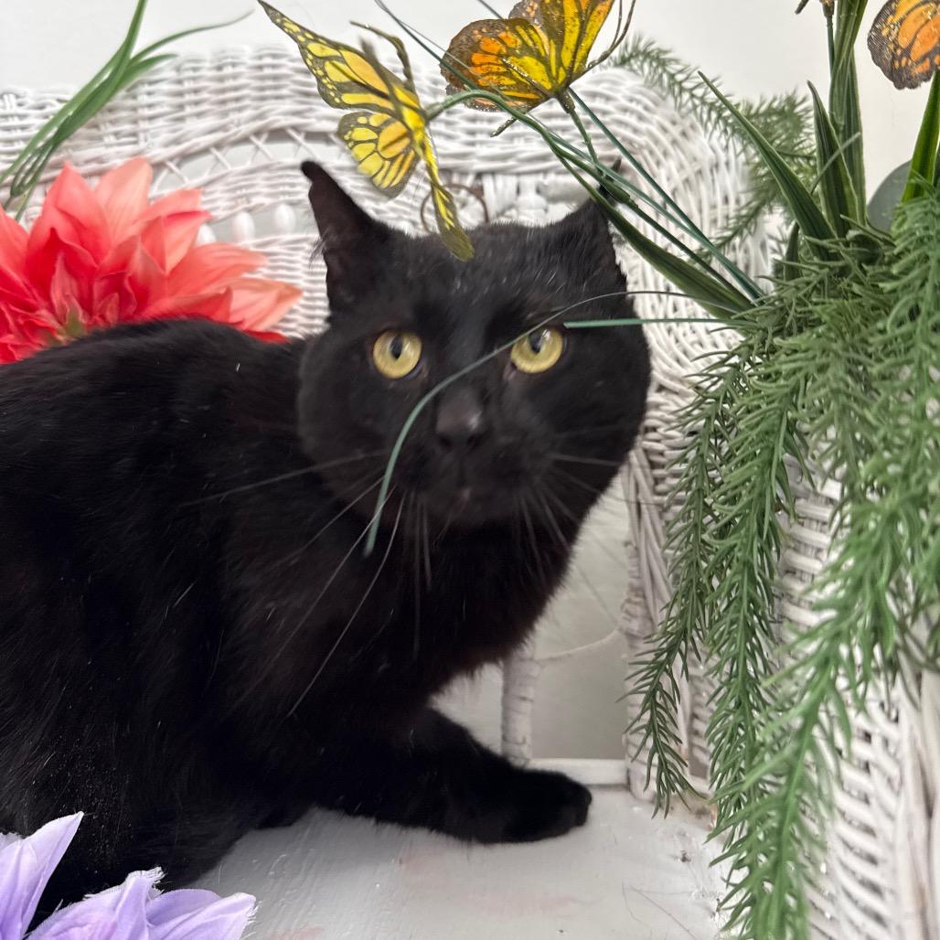 Enlarge Benson DuBois 55925, a Adoptable Domestic Short Hair in Lansing, MI image 2/6