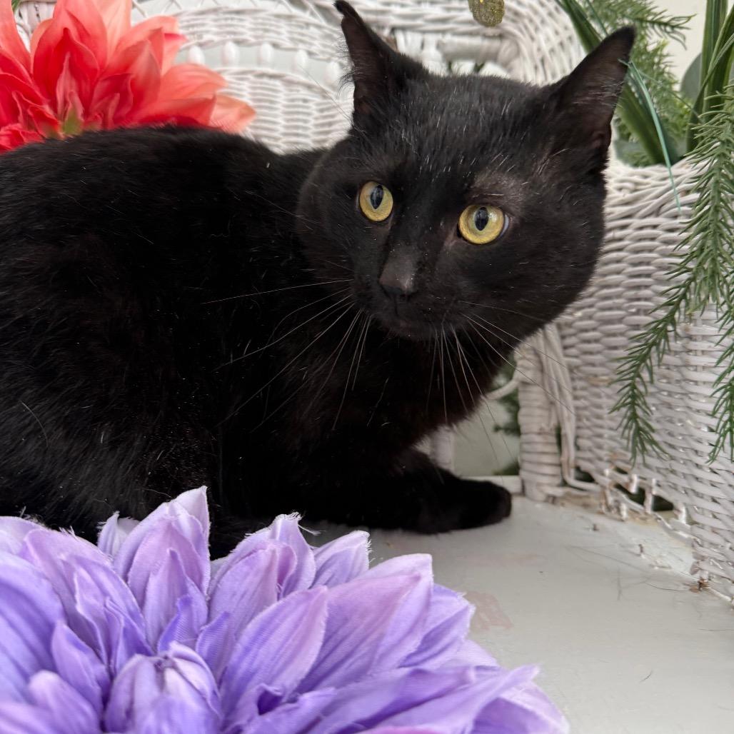 Enlarge Benson DuBois 55925, a Adoptable Domestic Short Hair in Lansing, MI image 3/6