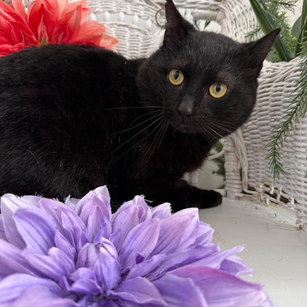 Enlarge Benson DuBois 55925, a Adoptable Domestic Short Hair in Lansing, MI image 4/6