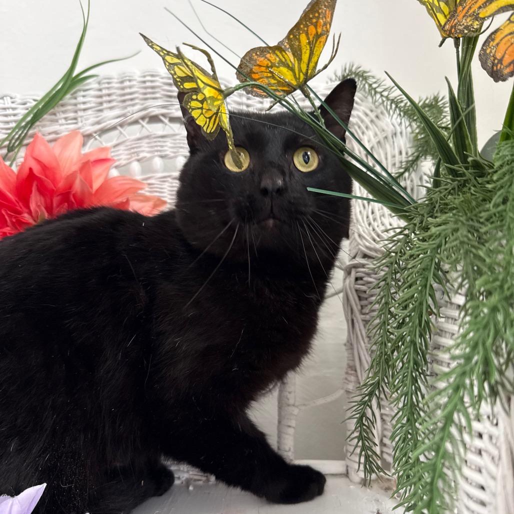 Enlarge Benson DuBois 55925, a Adoptable Domestic Short Hair in Lansing, MI image 5/6