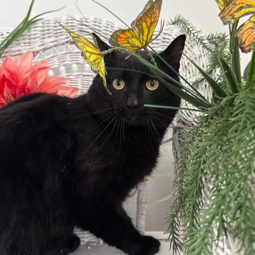 Enlarge Benson DuBois 55925, a Adoptable Domestic Short Hair in Lansing, MI image 6/6