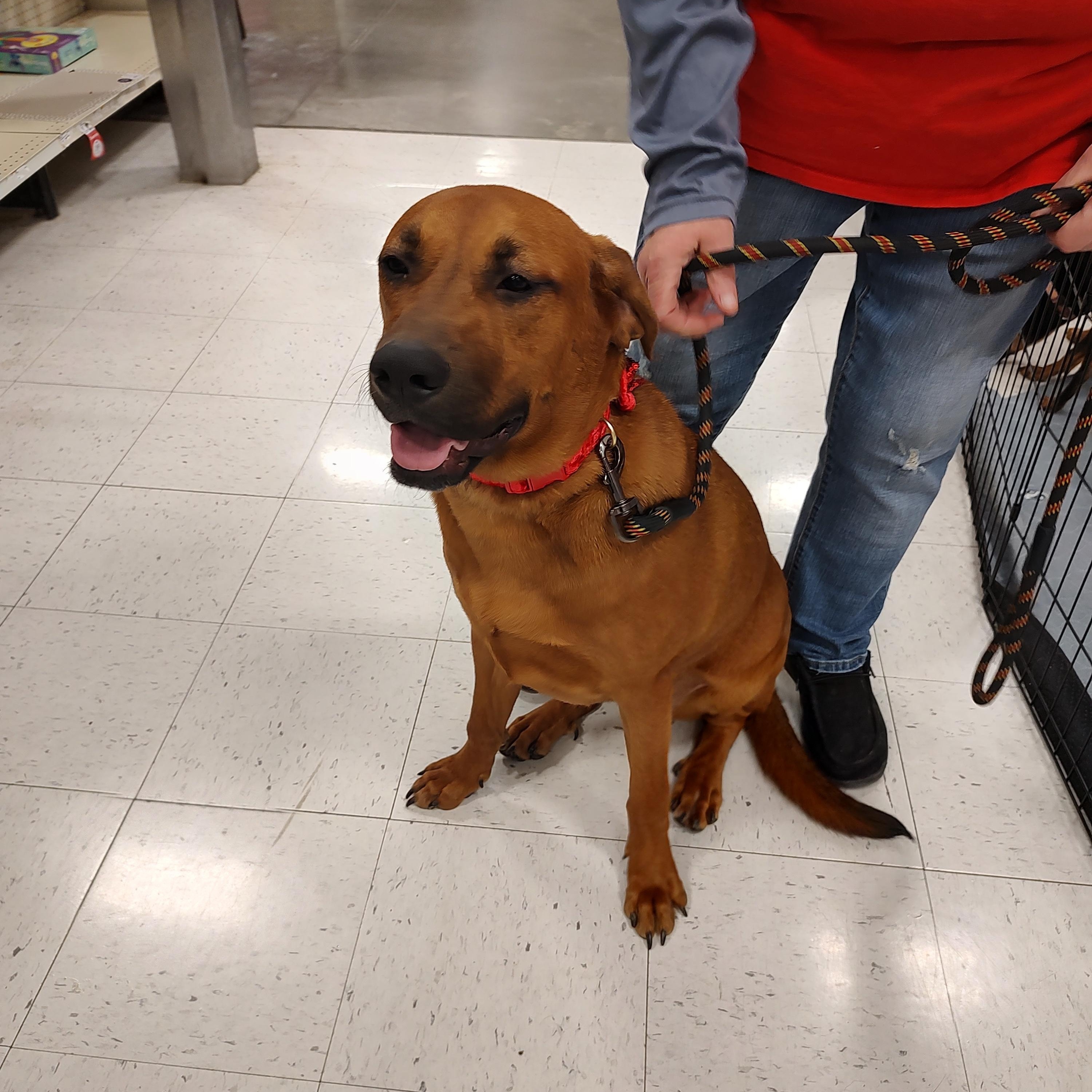 Dixie, a ADOPTABLE Chow Chow in Charleston, WV image 2/6