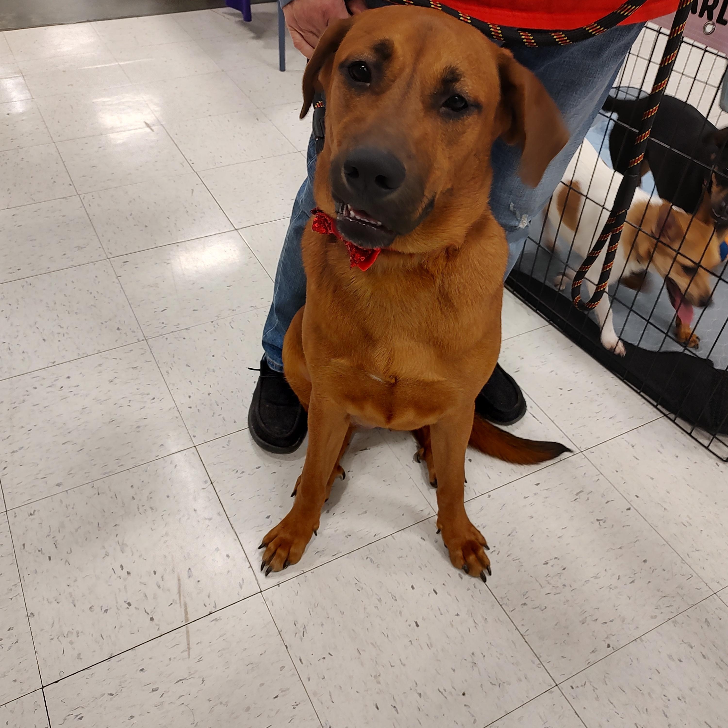 Dixie, a ADOPTABLE Chow Chow in Charleston, WV image 3/6