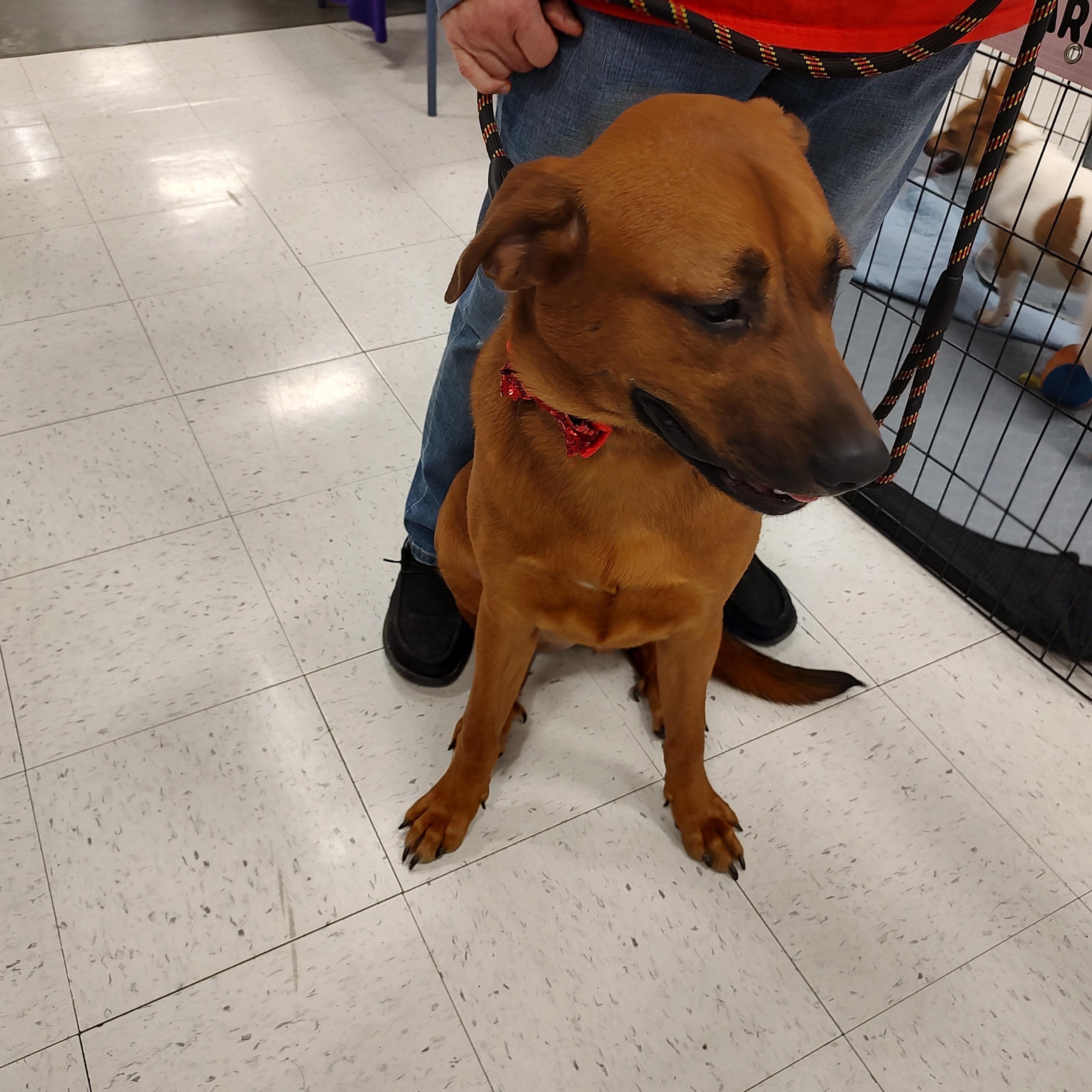 Dixie, a ADOPTABLE Chow Chow in Charleston, WV image 4/6