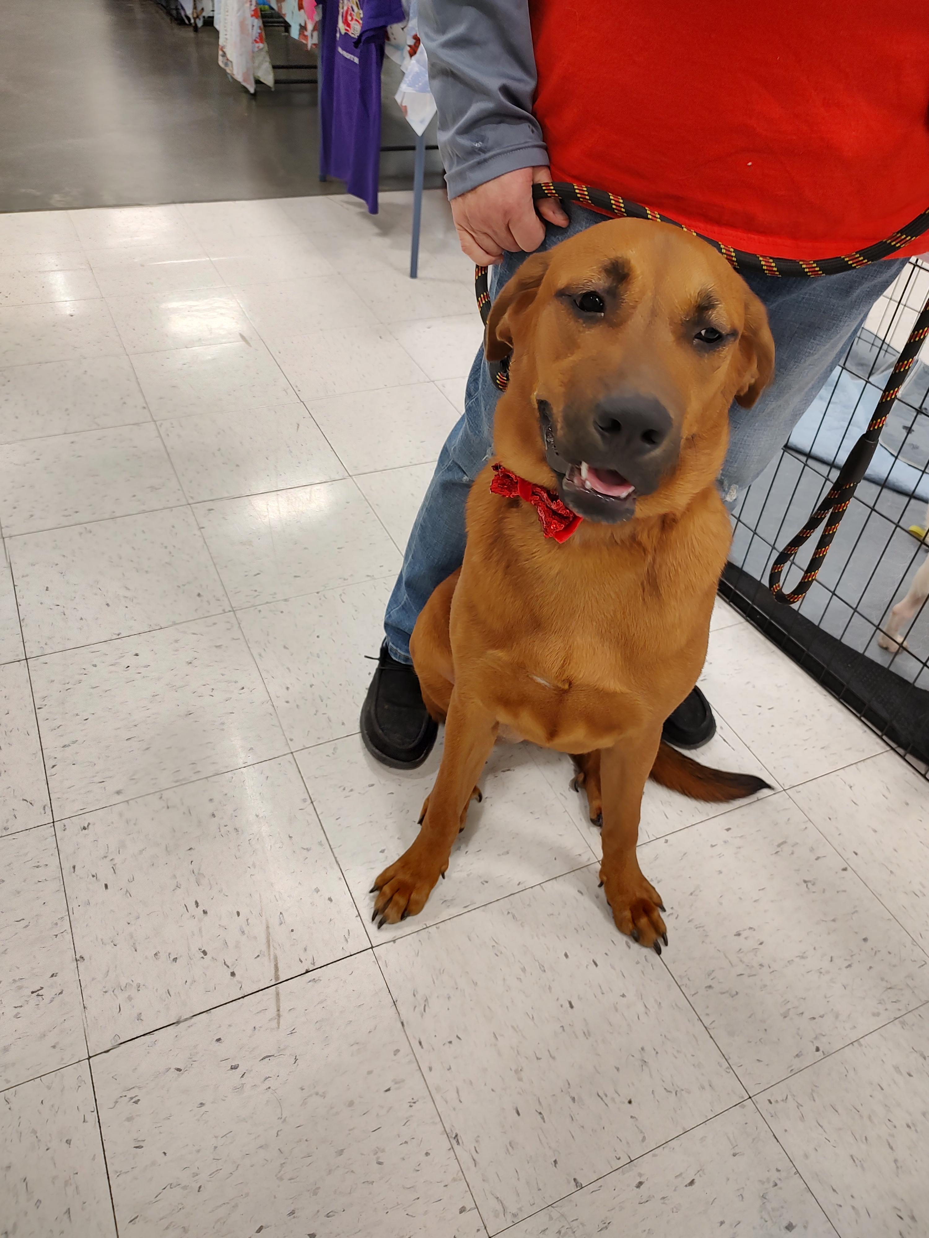 Dixie, a ADOPTABLE Chow Chow in Charleston, WV image 5/6