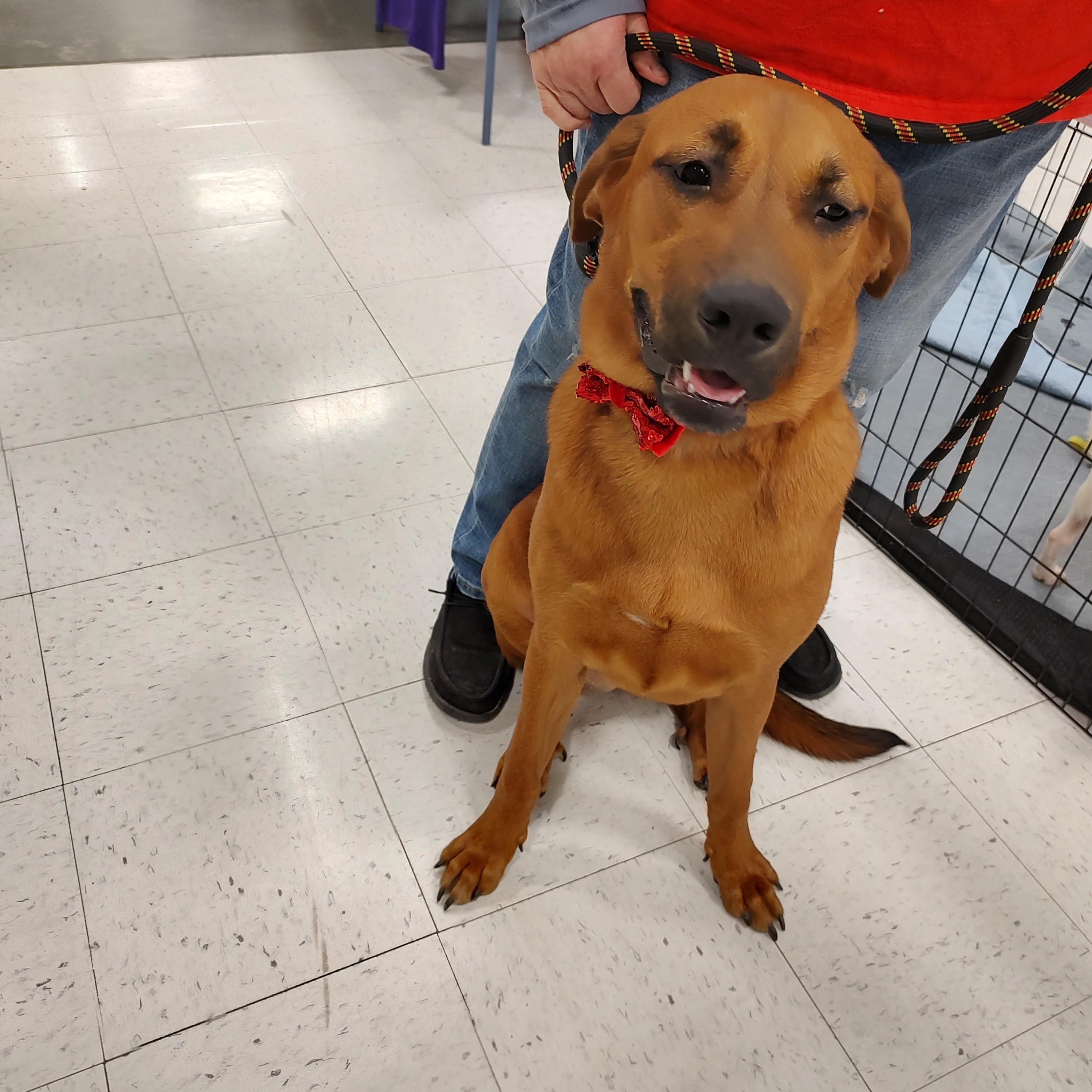 Dixie, a ADOPTABLE Chow Chow in Charleston, WV image 6/6