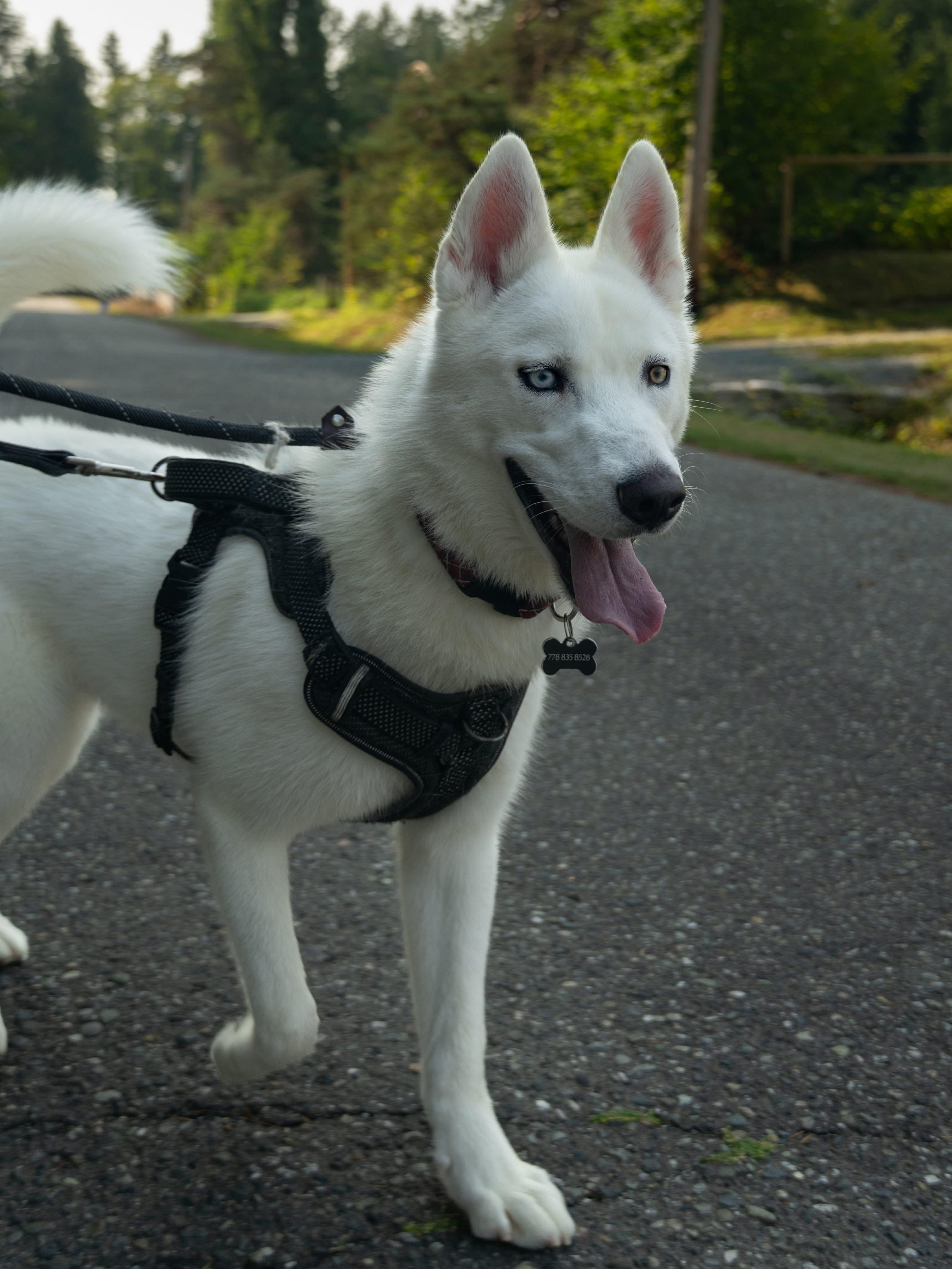 Enlarge Nelson, a ADOPTABLE Siberian Husky in Burnaby, BC image 3/3