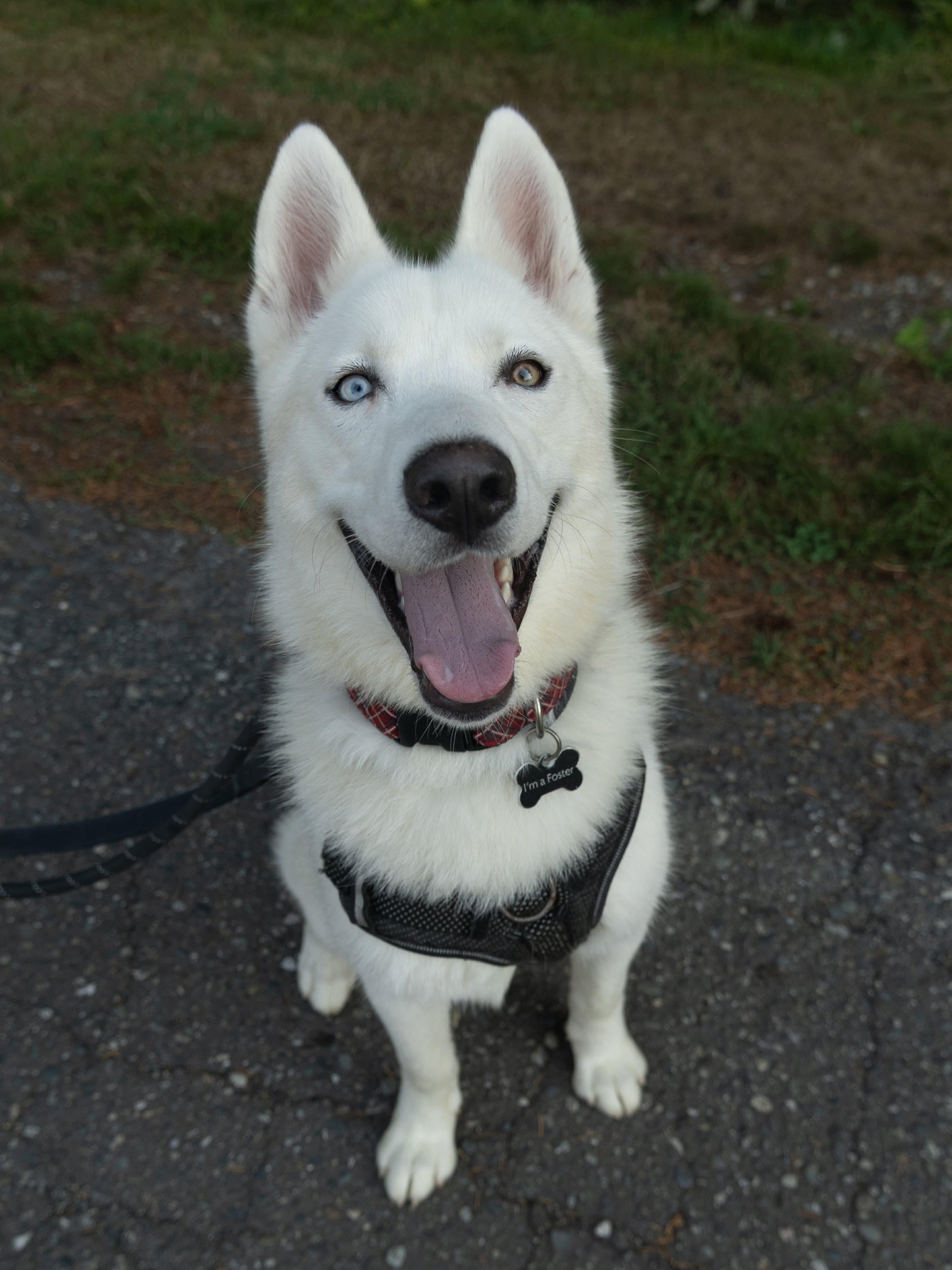Enlarge Nelson, a ADOPTABLE Siberian Husky in Burnaby, BC image 1/3