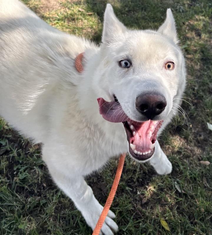 Enlarge Nelson, a ADOPTABLE Siberian Husky in Burnaby, BC image 2/3