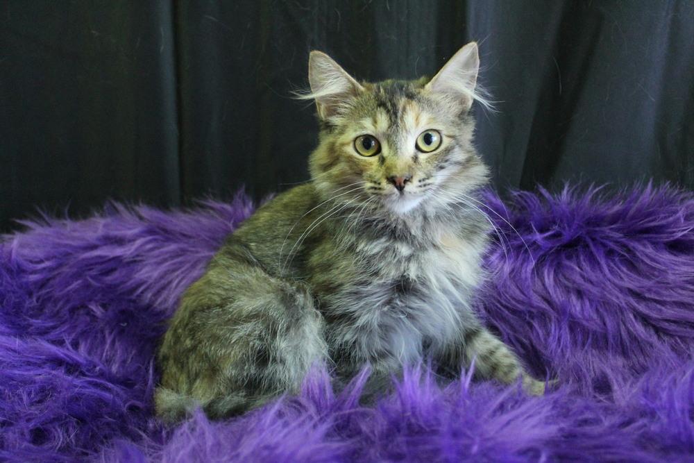 Enlarge Burger, a Adoptable mixed breed in Yuma, AZ image 2/2