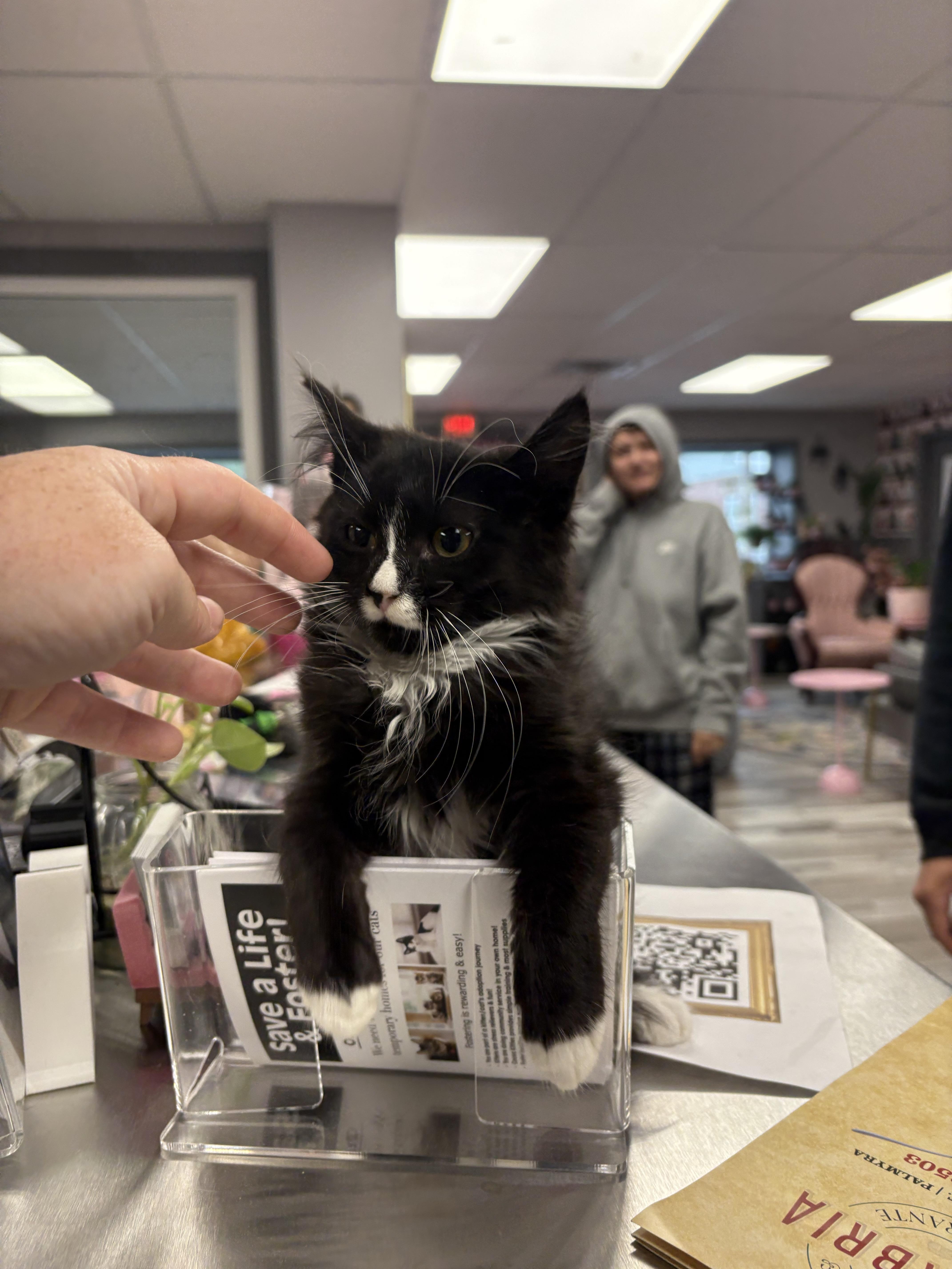 Minkus, Adopted, Kitten Female Domestic Long Hair.