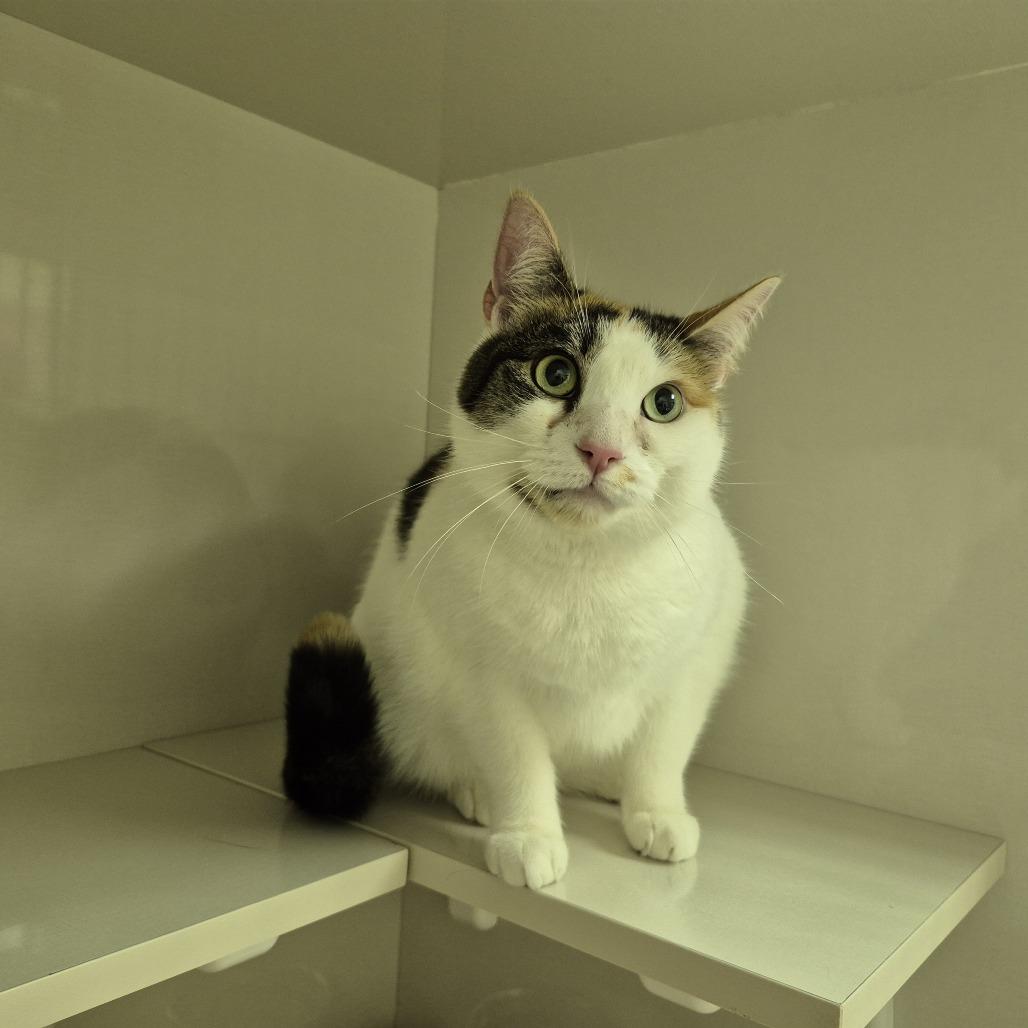 Enlarge Daisy, a Adoptable Domestic Short Hair in Newark, NJ image 2/3