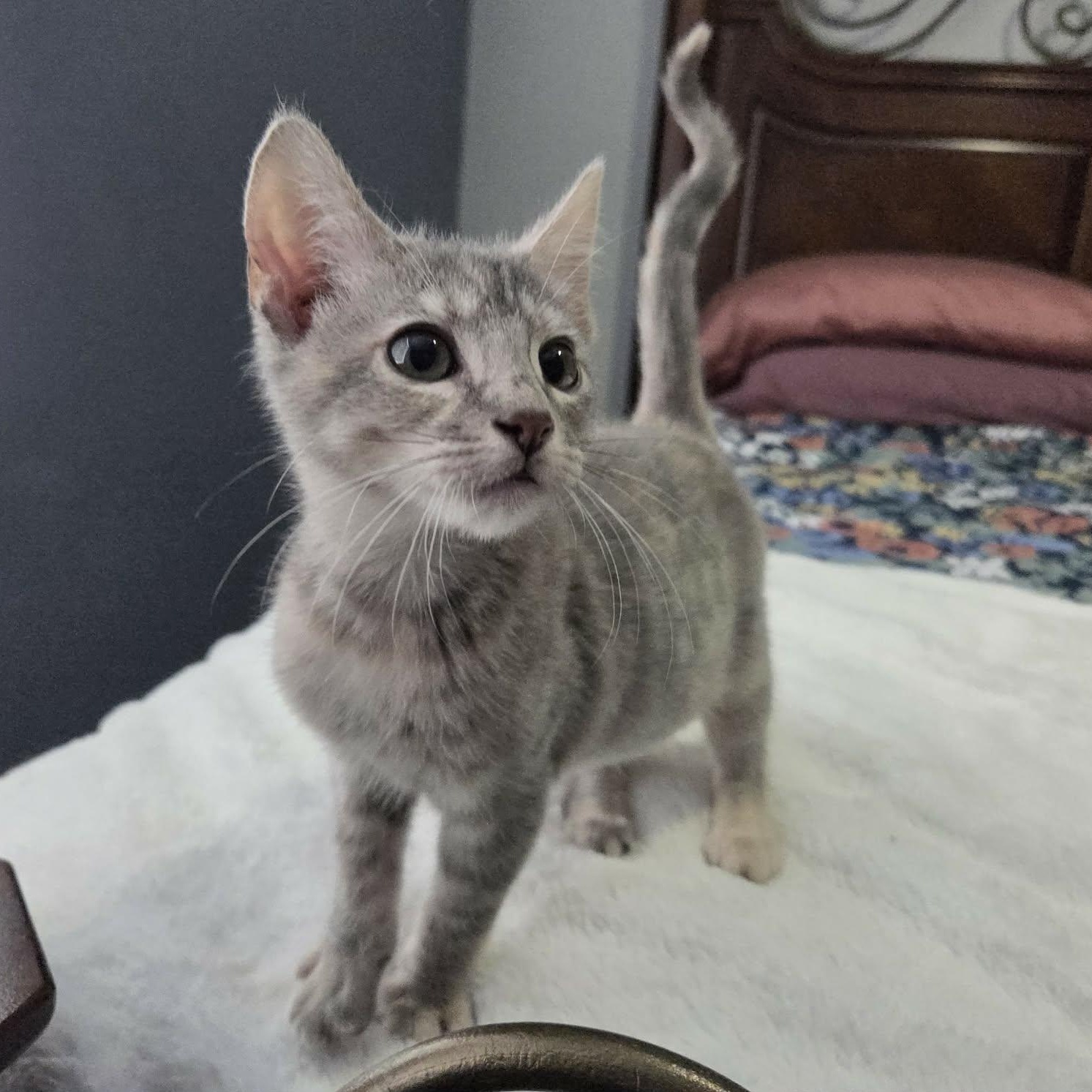 MERTLE, adopted, Kitten Female Domestic Short Hair.