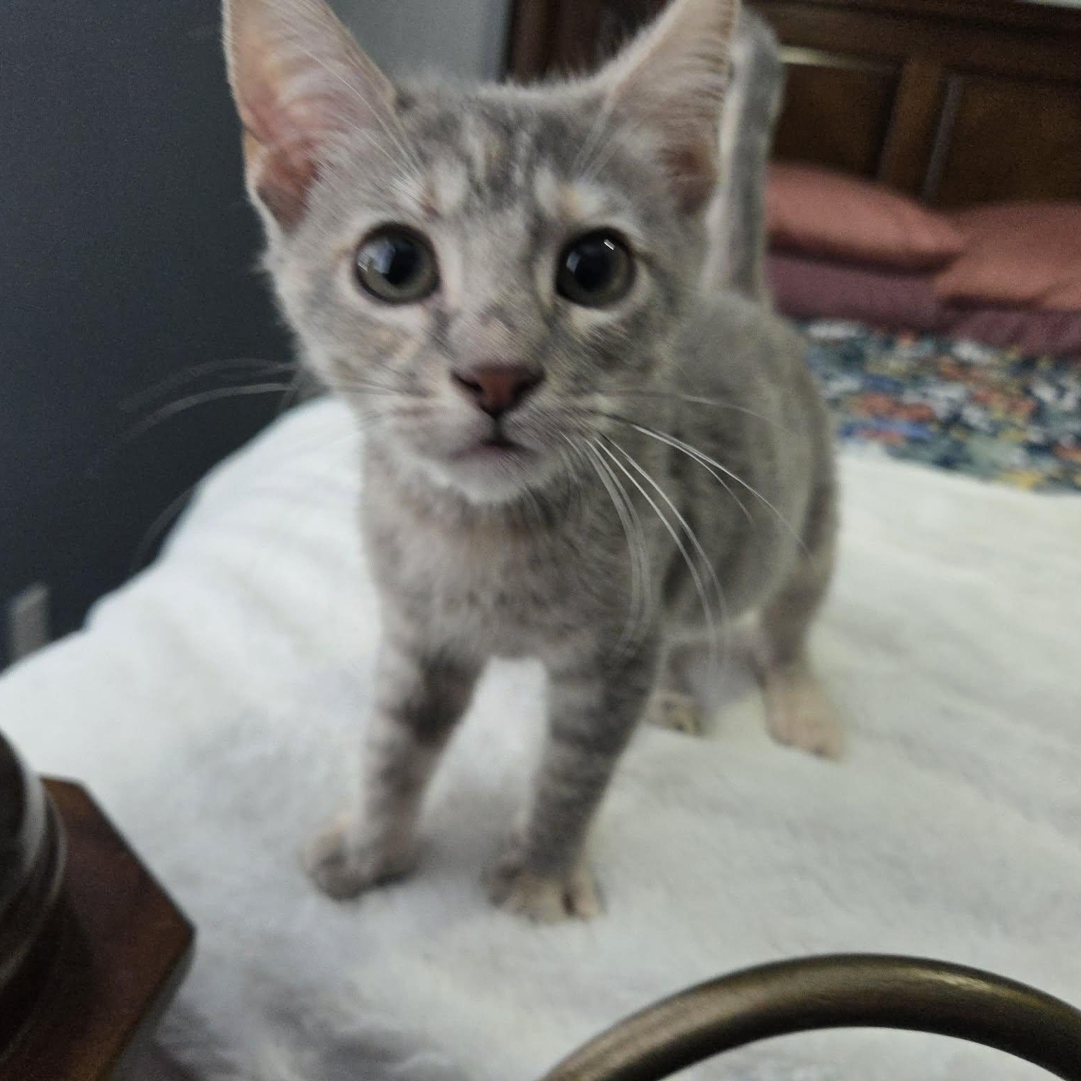 MERTLE, an adopted Domestic Short Hair in Loveland, CO image 4/5