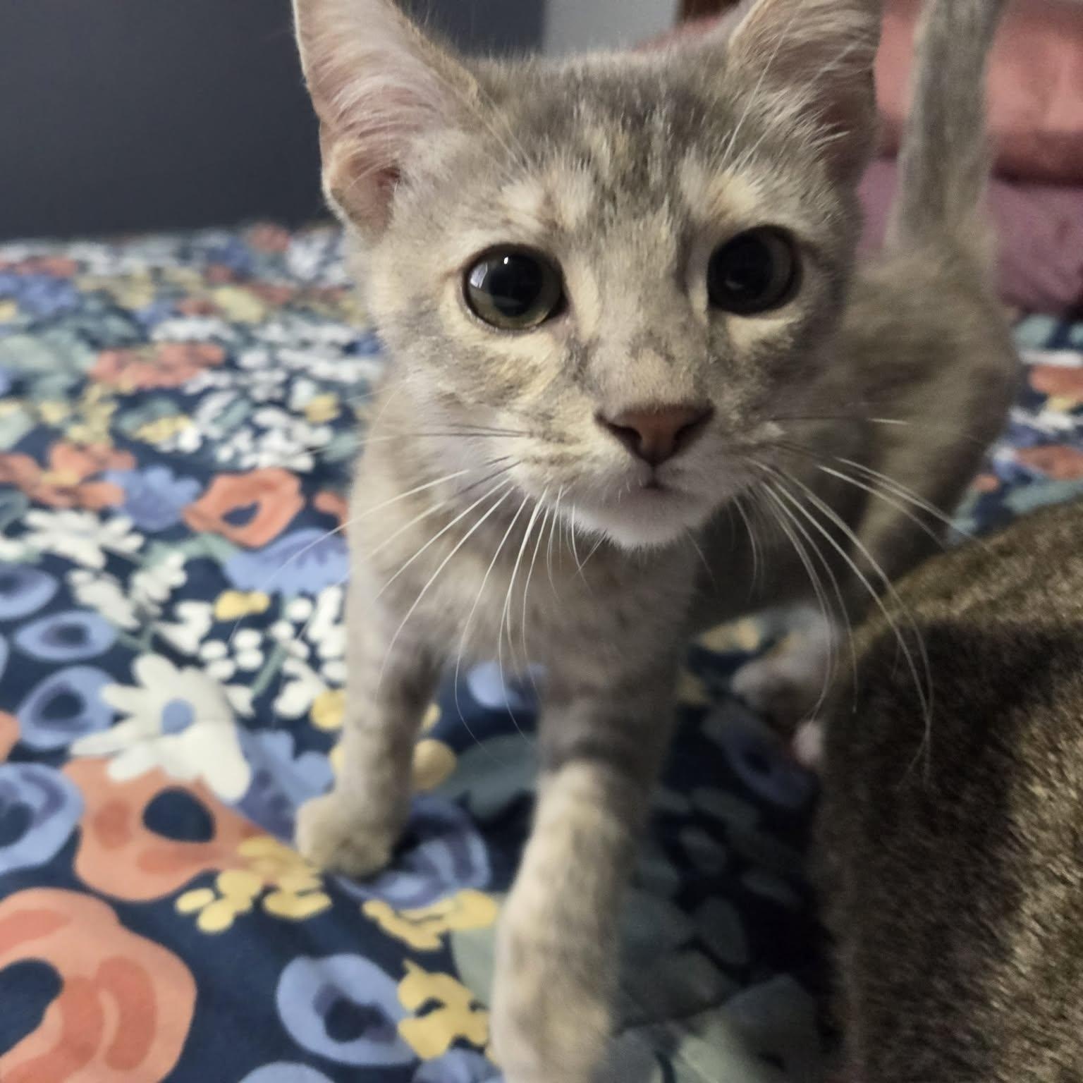 MERTLE, an adopted Domestic Short Hair in Loveland, CO image 2/5