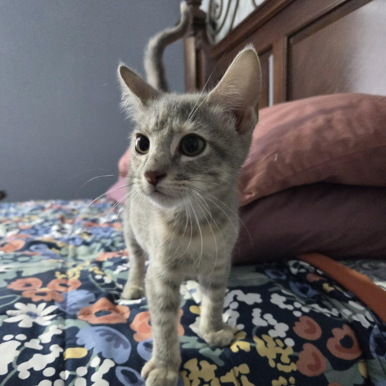 MERTLE, an adopted Domestic Short Hair in Loveland, CO image 3/5