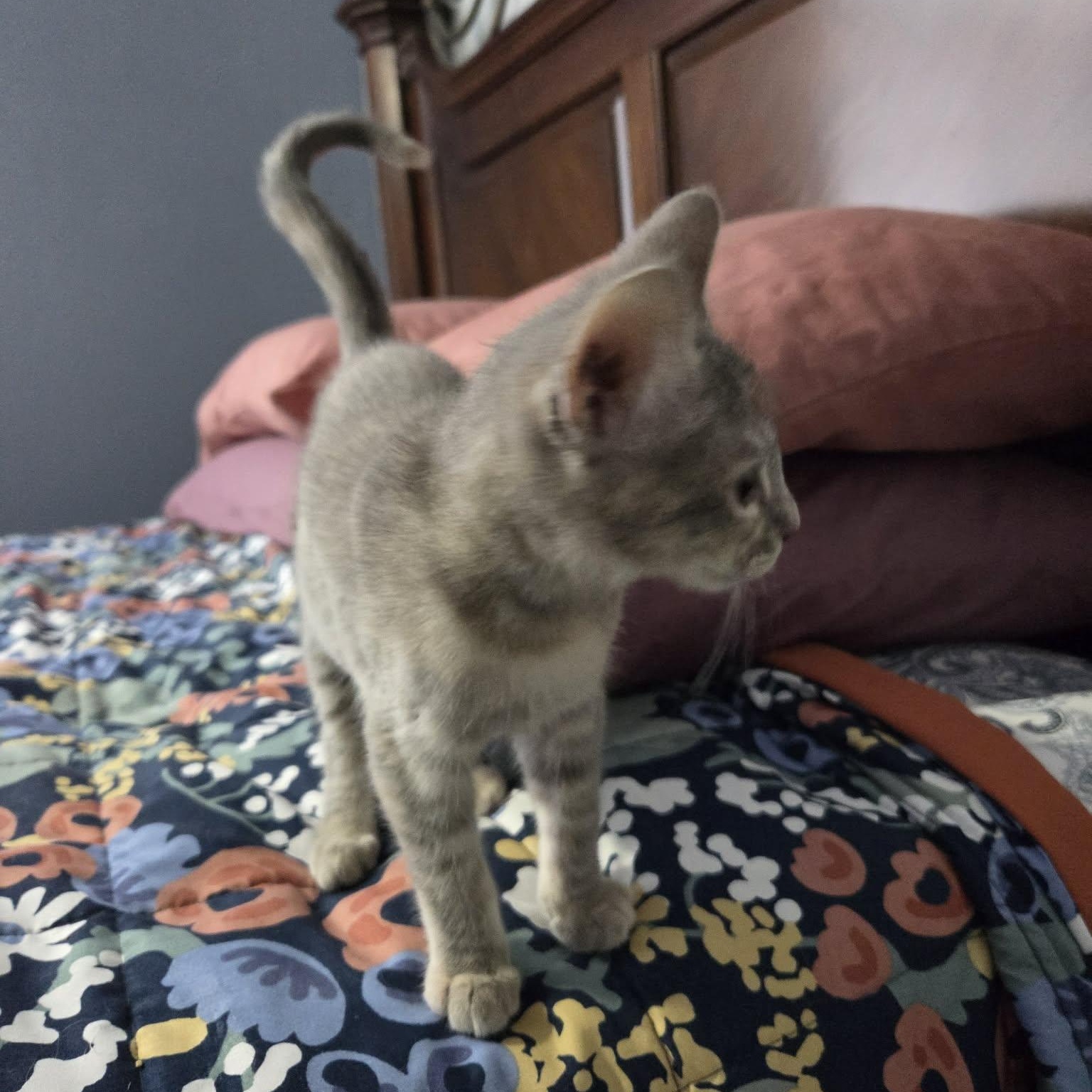 MERTLE, an adopted Domestic Short Hair in Loveland, CO image 5/5