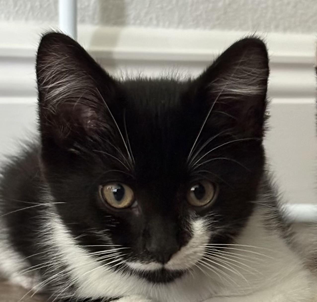 Eeyore, a Adopted Domestic Short Hair in Orlando, FL image 1/4