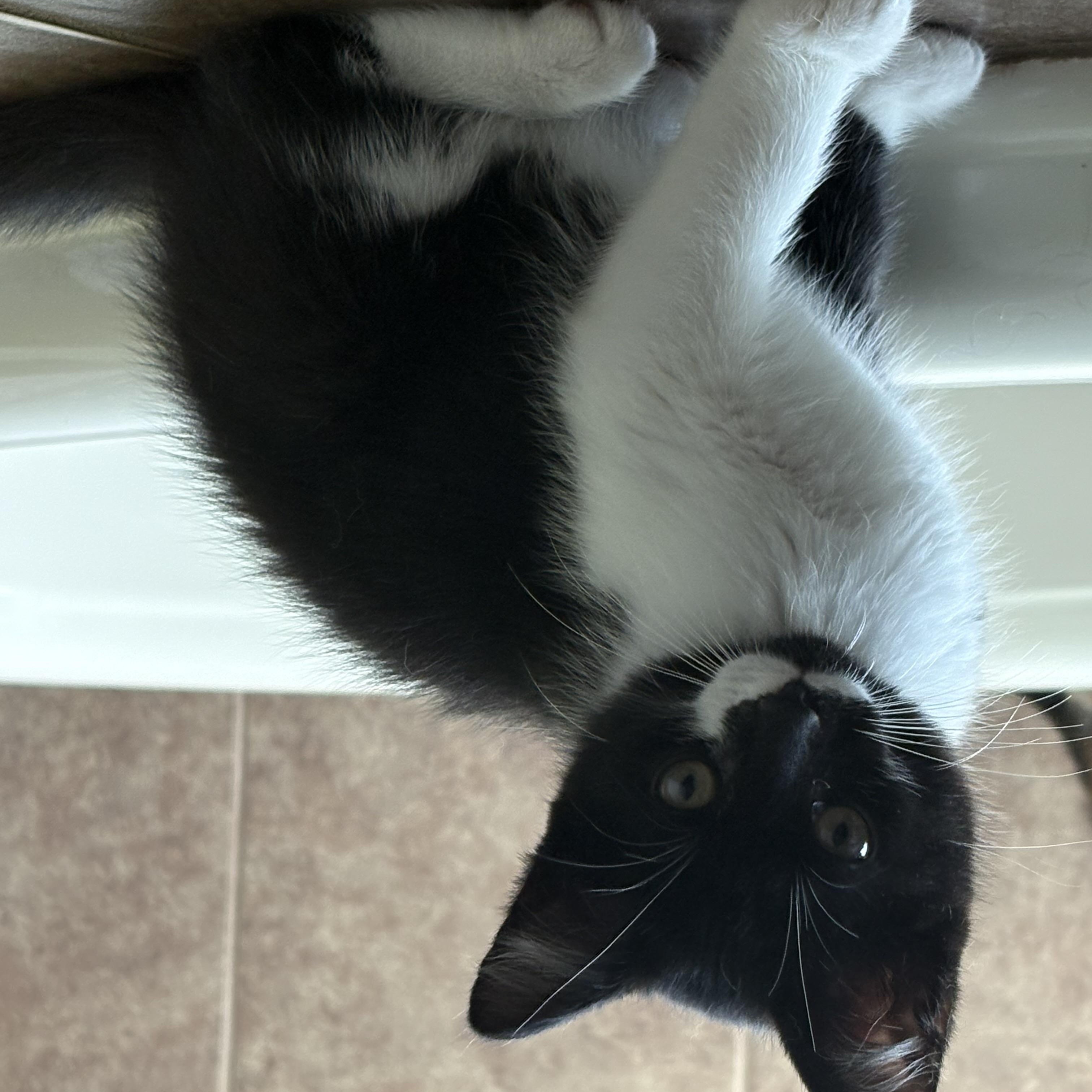 Eeyore, a Adopted Domestic Short Hair in Orlando, FL image 2/4