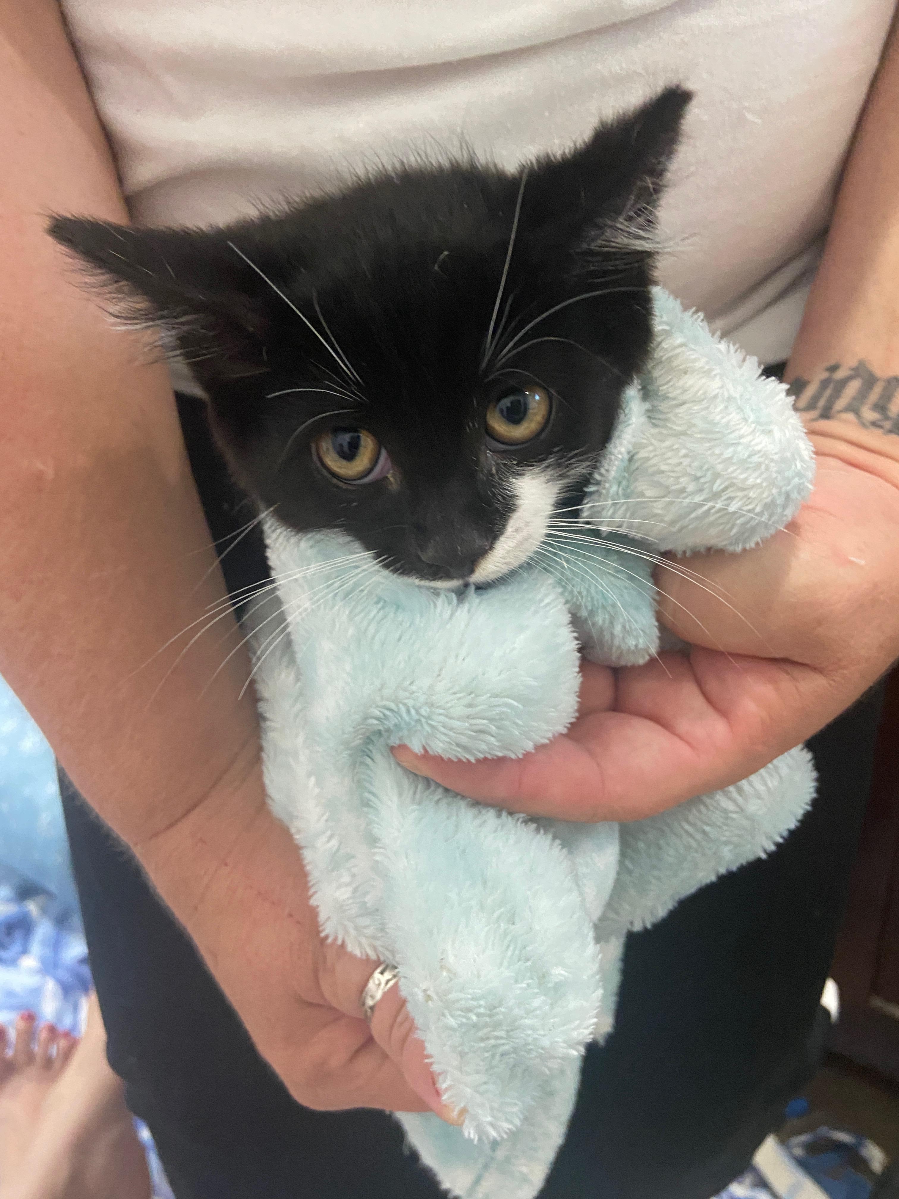 Eeyore, a Adopted Domestic Short Hair in Orlando, FL image 3/4