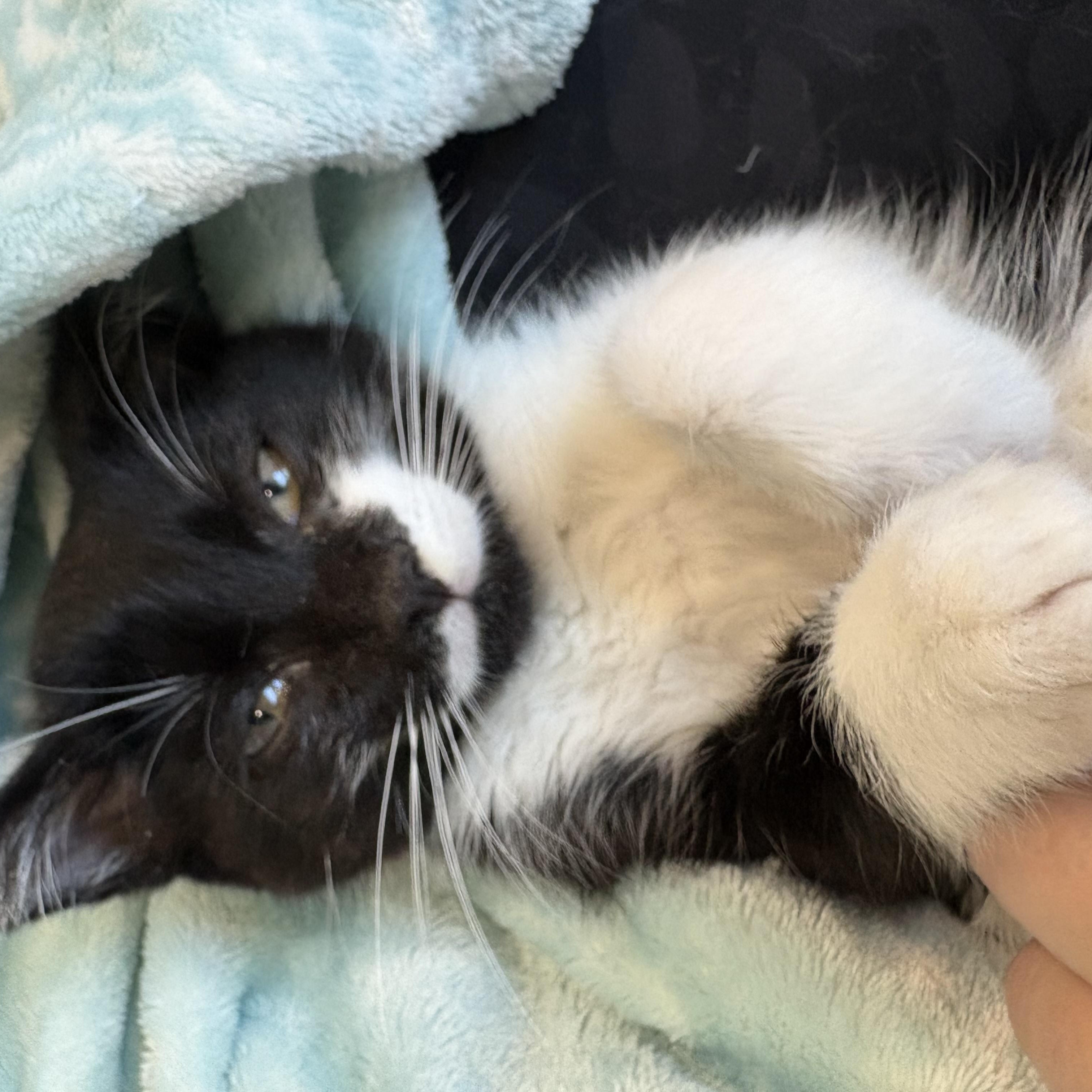 Eeyore, a Adopted Domestic Short Hair in Orlando, FL image 4/4