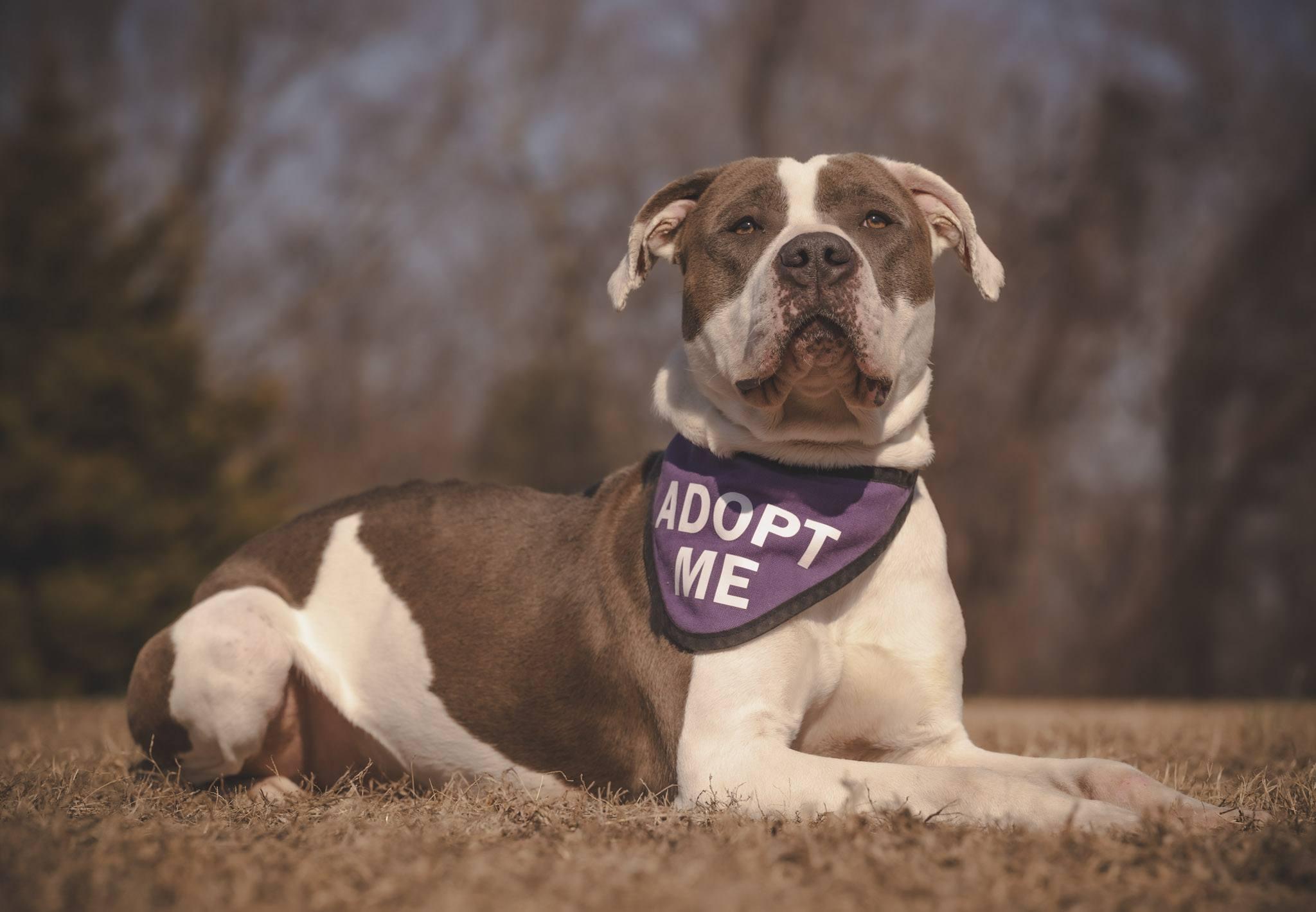 Enlarge Snow, a ADOPTABLE American Bully in Amherst, VA image 2/6