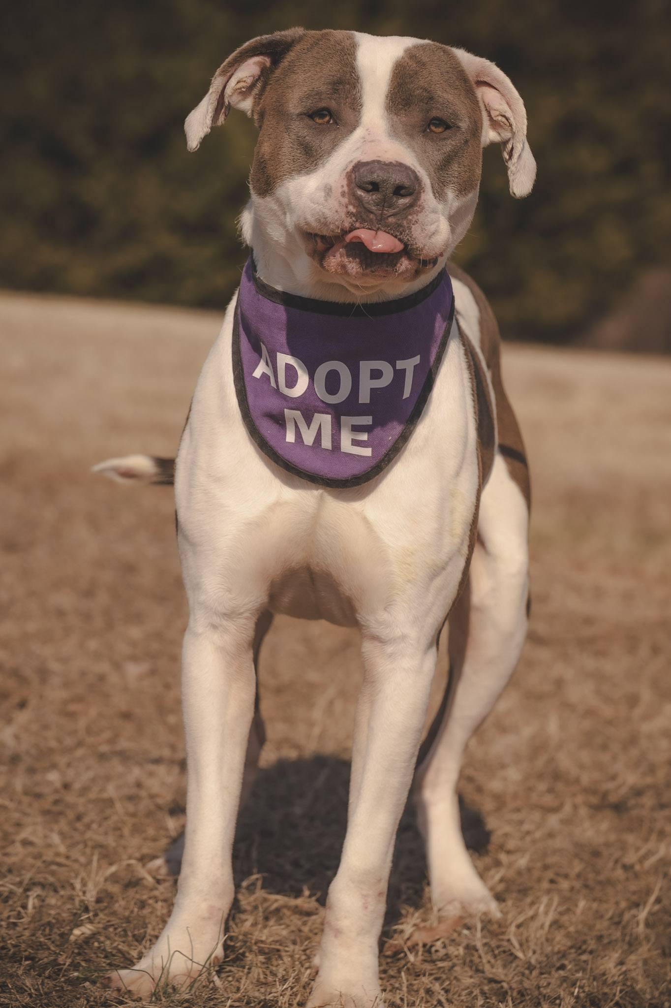 Enlarge Snow, a ADOPTABLE American Bully in Amherst, VA image 4/6