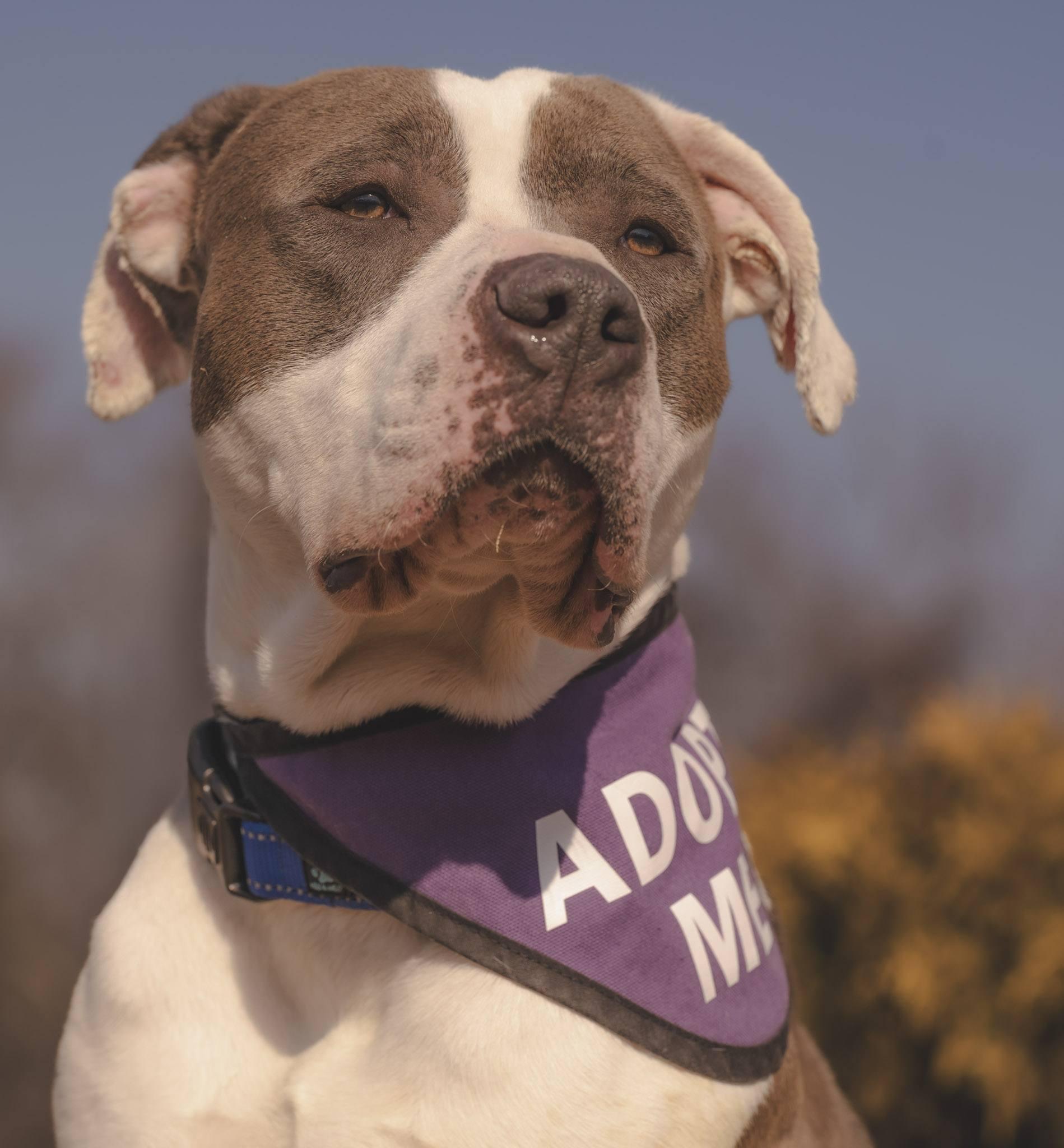 Snow, ADOPTABLE, Adult Male American Bully.