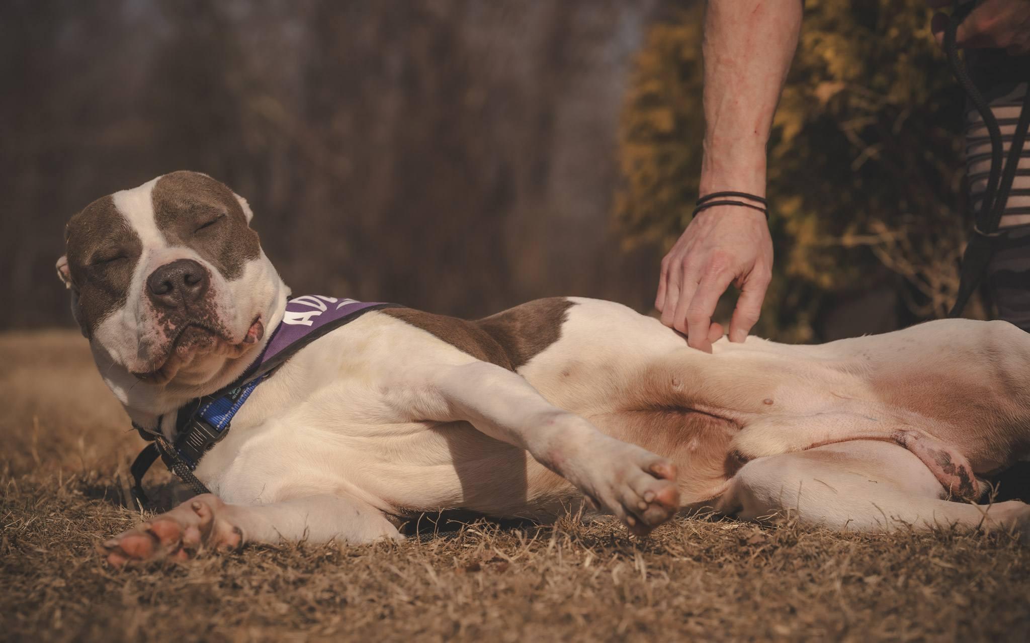 Enlarge Snow, a ADOPTABLE American Bully in Amherst, VA image 6/6