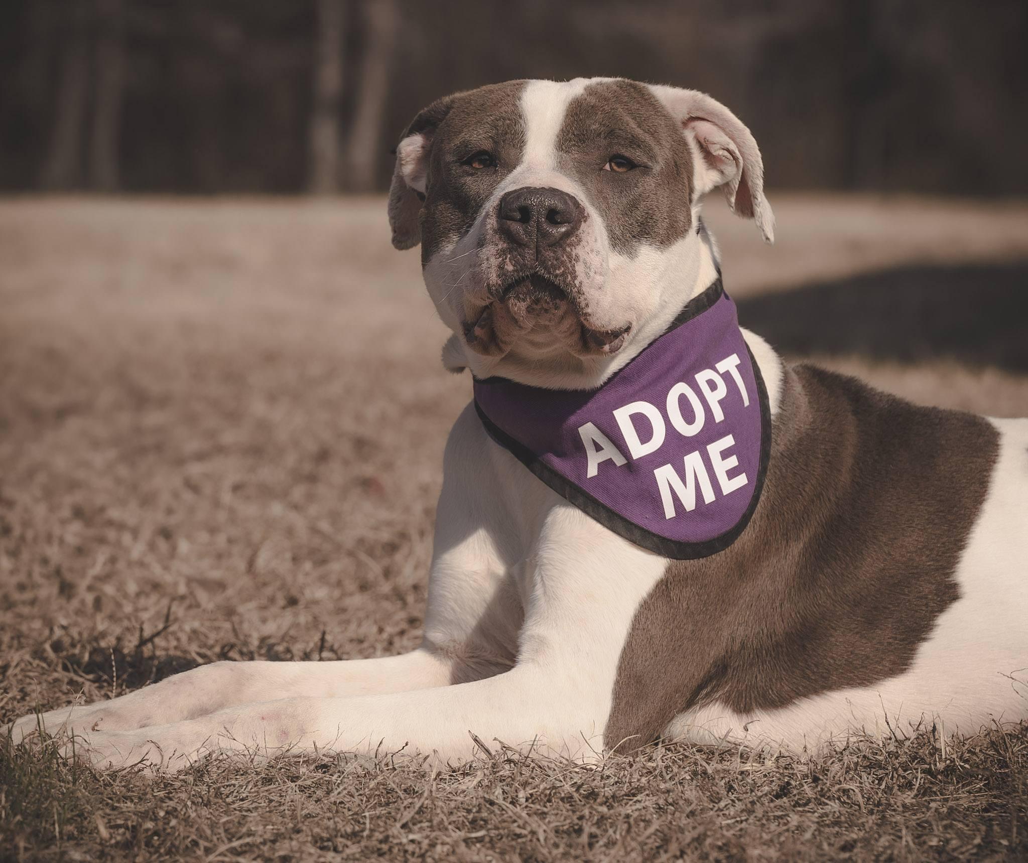 Enlarge Snow, a ADOPTABLE American Bully in Amherst, VA image 5/6