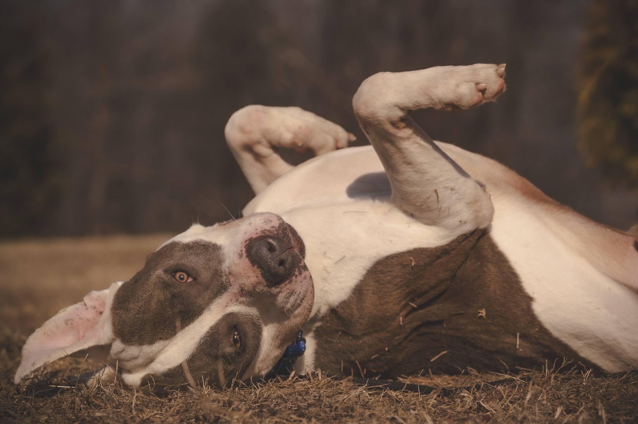 Enlarge Snow, a ADOPTABLE American Bully in Amherst, VA image 3/6