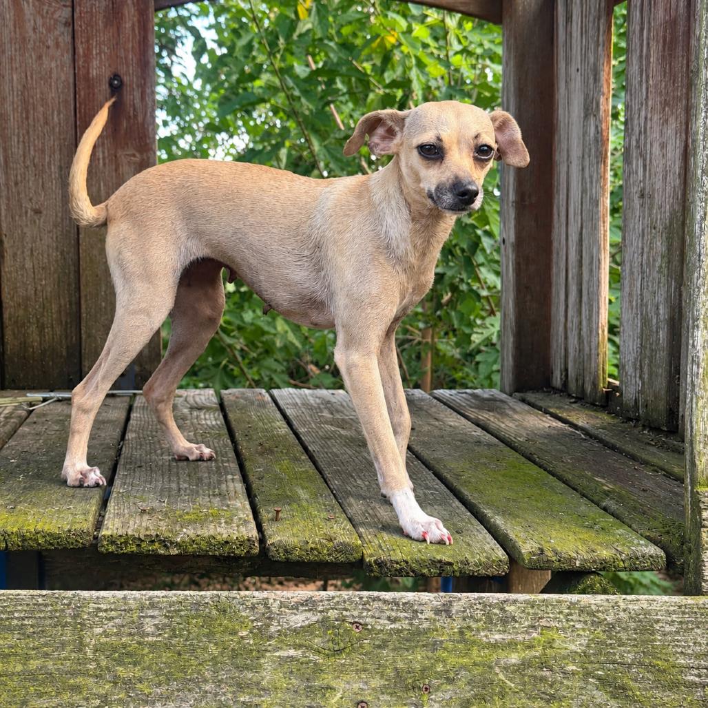 Doris D12446, Adoptable, Adult Female Chihuahua & Italian Greyhound.