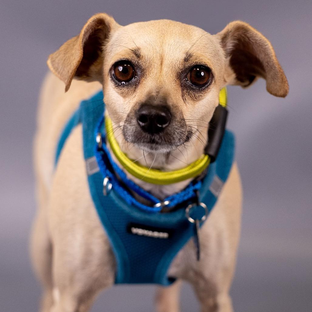 Enlarge Doris D12446, a Adoptable mixed breed in Golden Valley, MN image 3/6