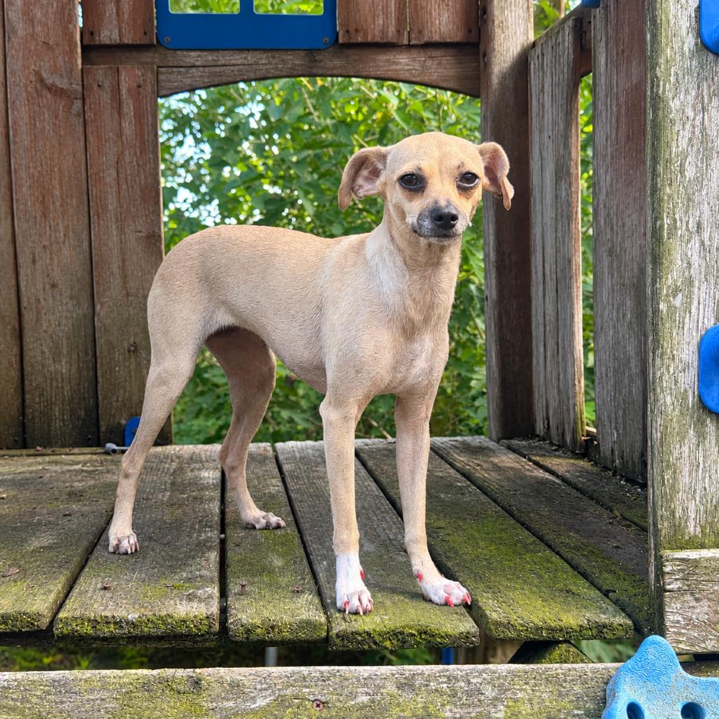 Enlarge Doris D12446, a Adoptable mixed breed in Golden Valley, MN image 4/6