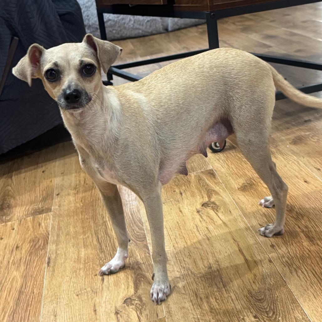 Enlarge Doris D12446, a Adoptable mixed breed in Golden Valley, MN image 5/6