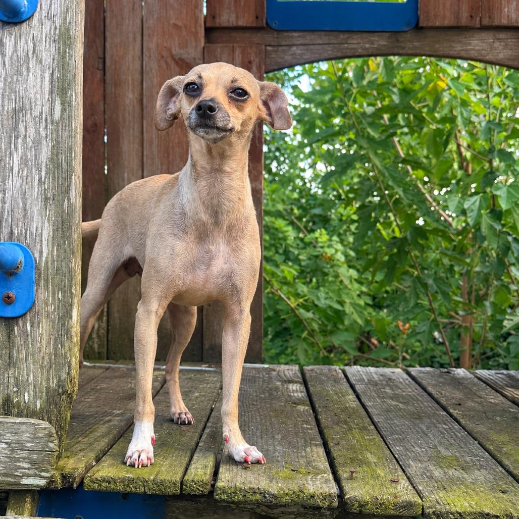 Enlarge Doris D12446, a Adoptable mixed breed in Golden Valley, MN image 6/6