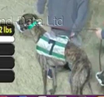 Ww Hire Up, an adoptable Greyhound in Allentown, PA, 18104 | Photo Image 4